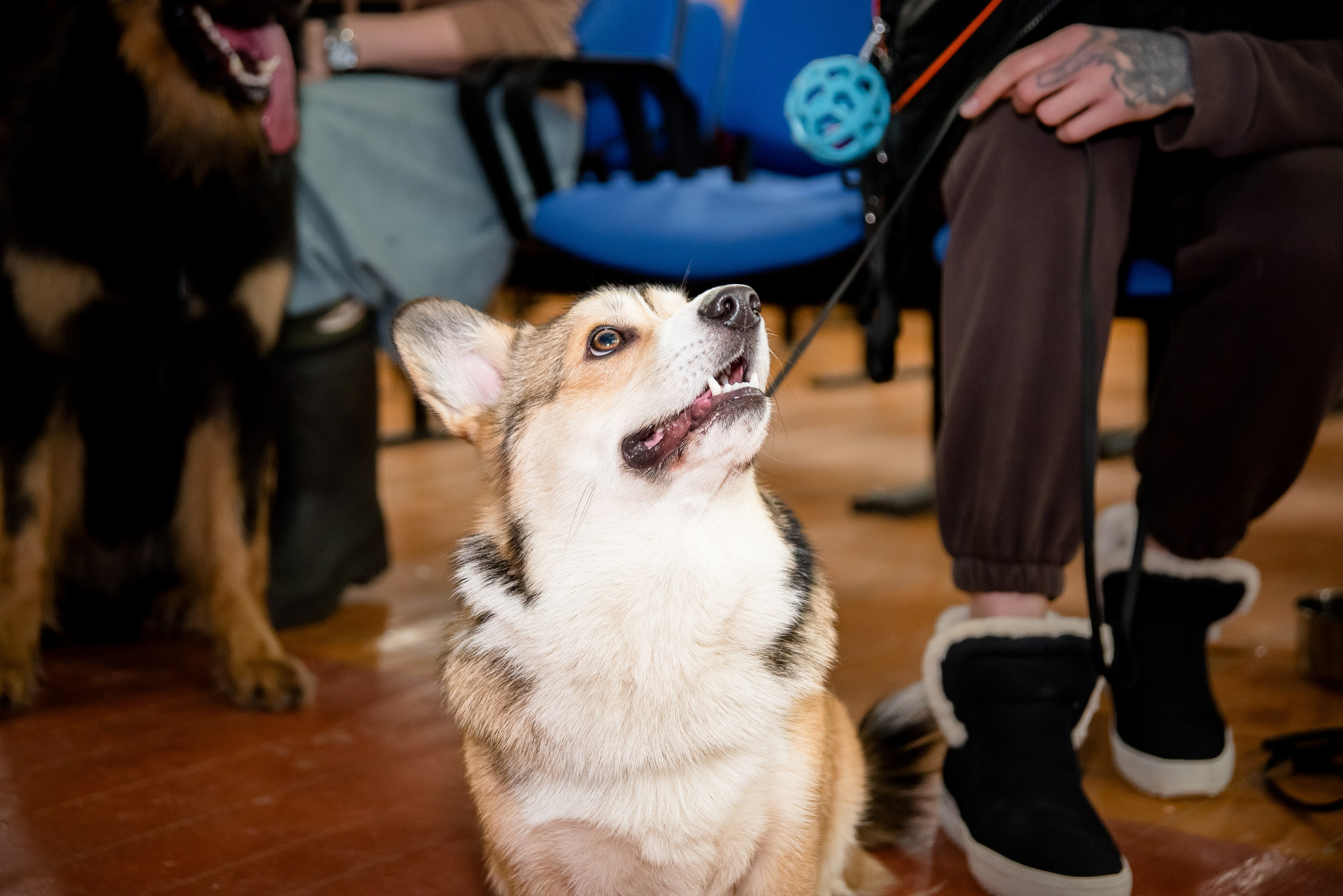 Фотосъёмка с собаками в Кинологическом лагере. Фотограф Макс Огурцов в Нижнем Новгороде