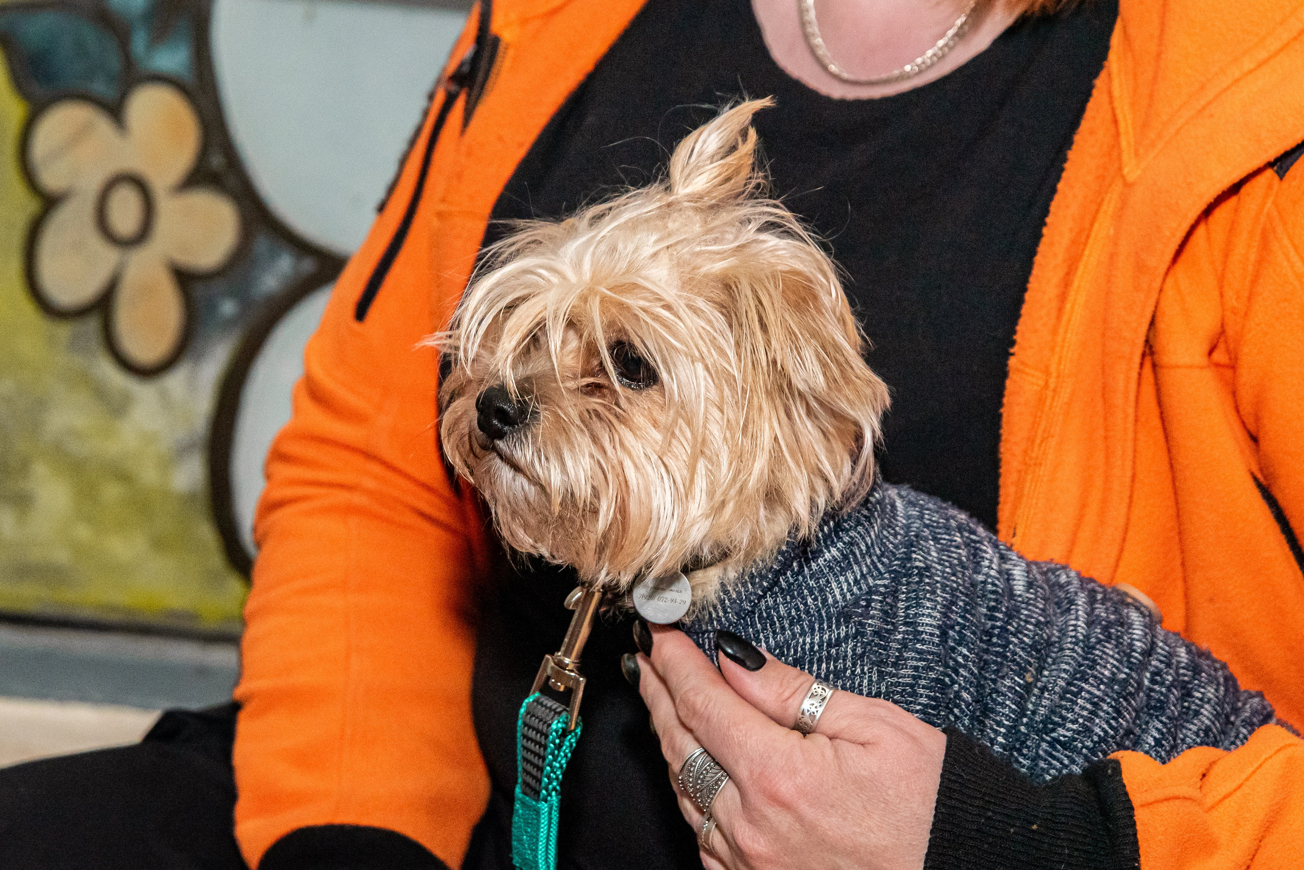 Фотосъёмка с собаками в Кинологическом лагере. Фотограф Макс Огурцов в Нижнем Новгороде