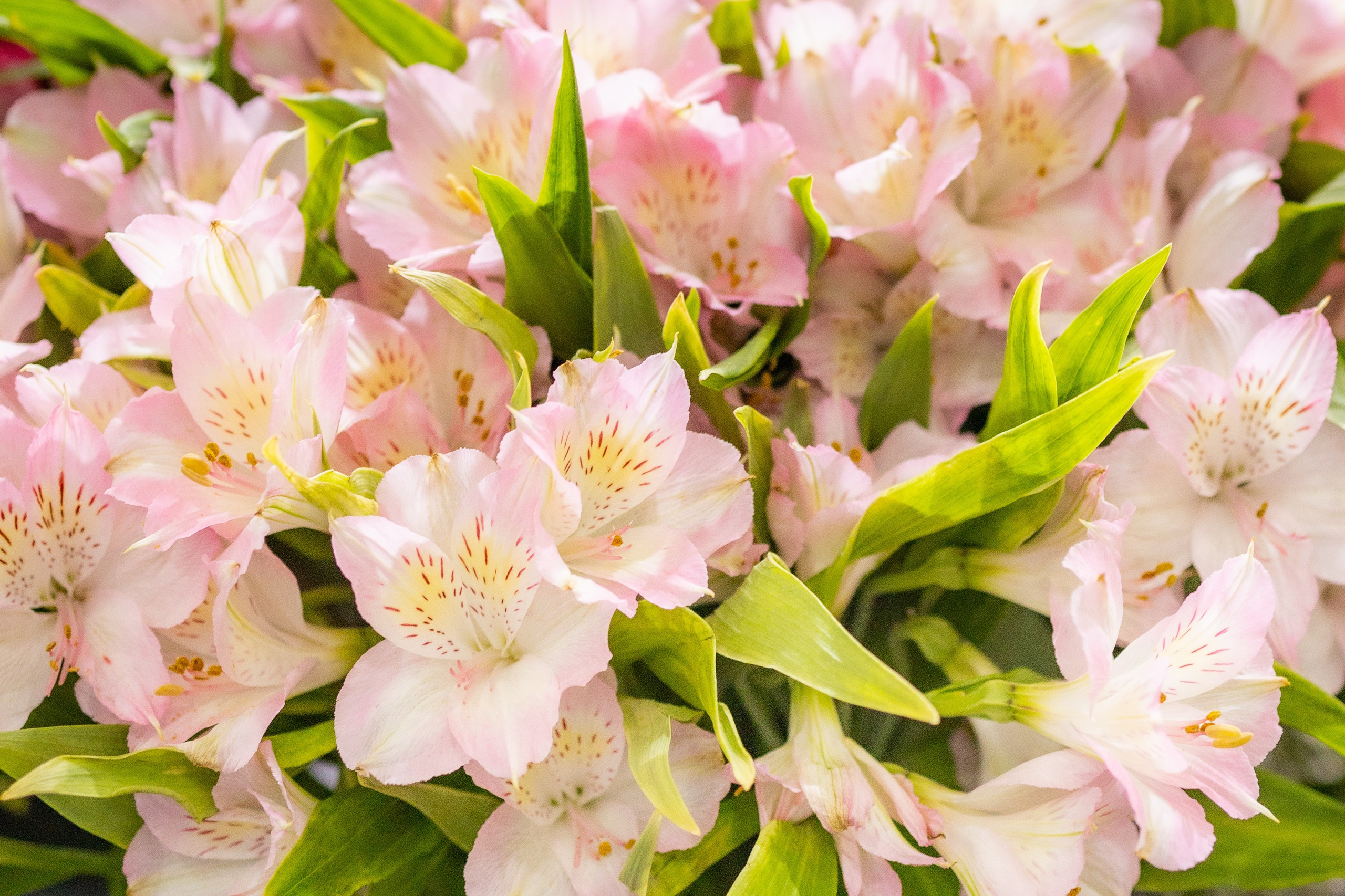 Цветы-Экспо 2025. Фотосессии и репортаж — Фотограф в Москве — Рина Серёгина