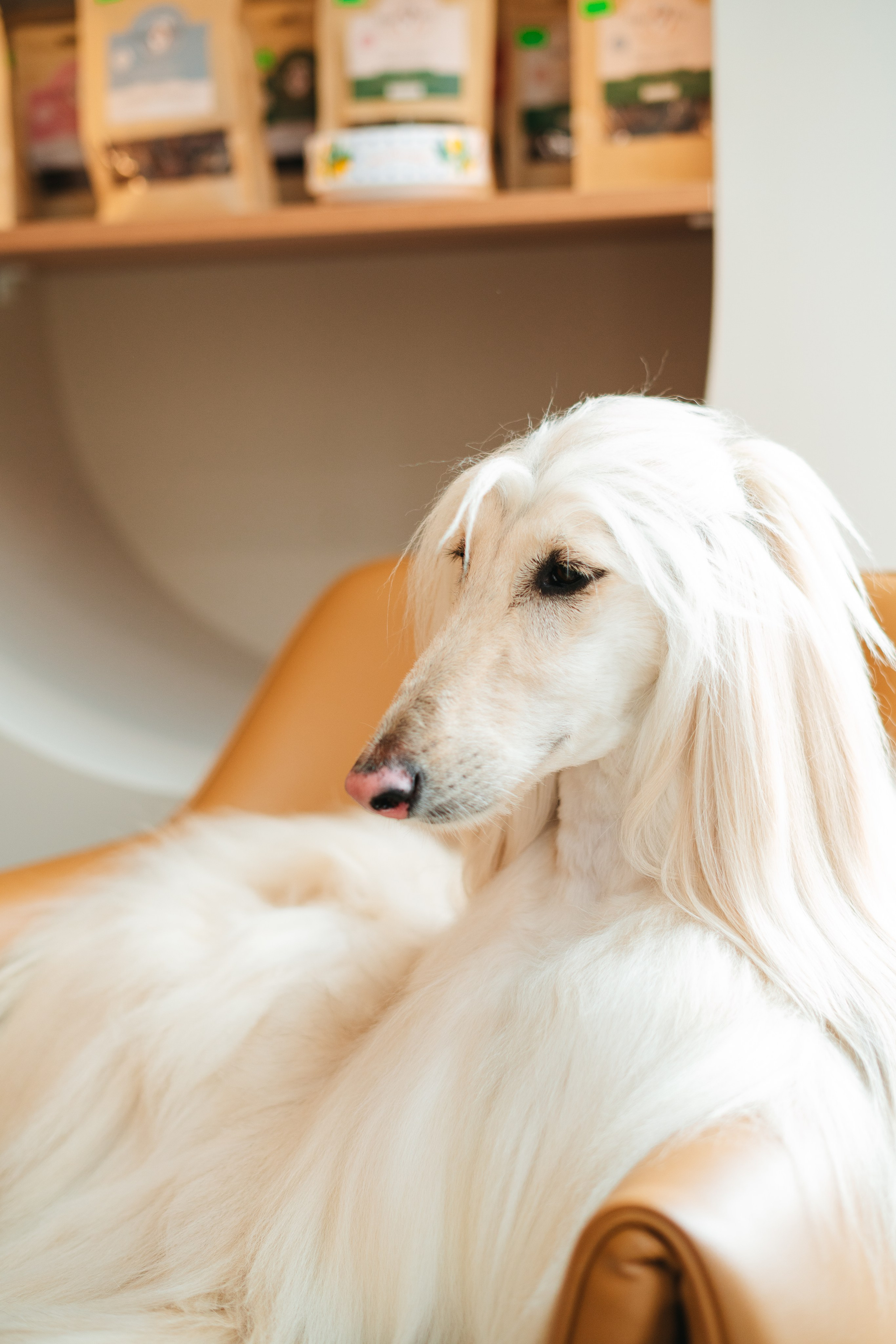 Груминг — салон. Фотограф анималист Осипчикова Мария