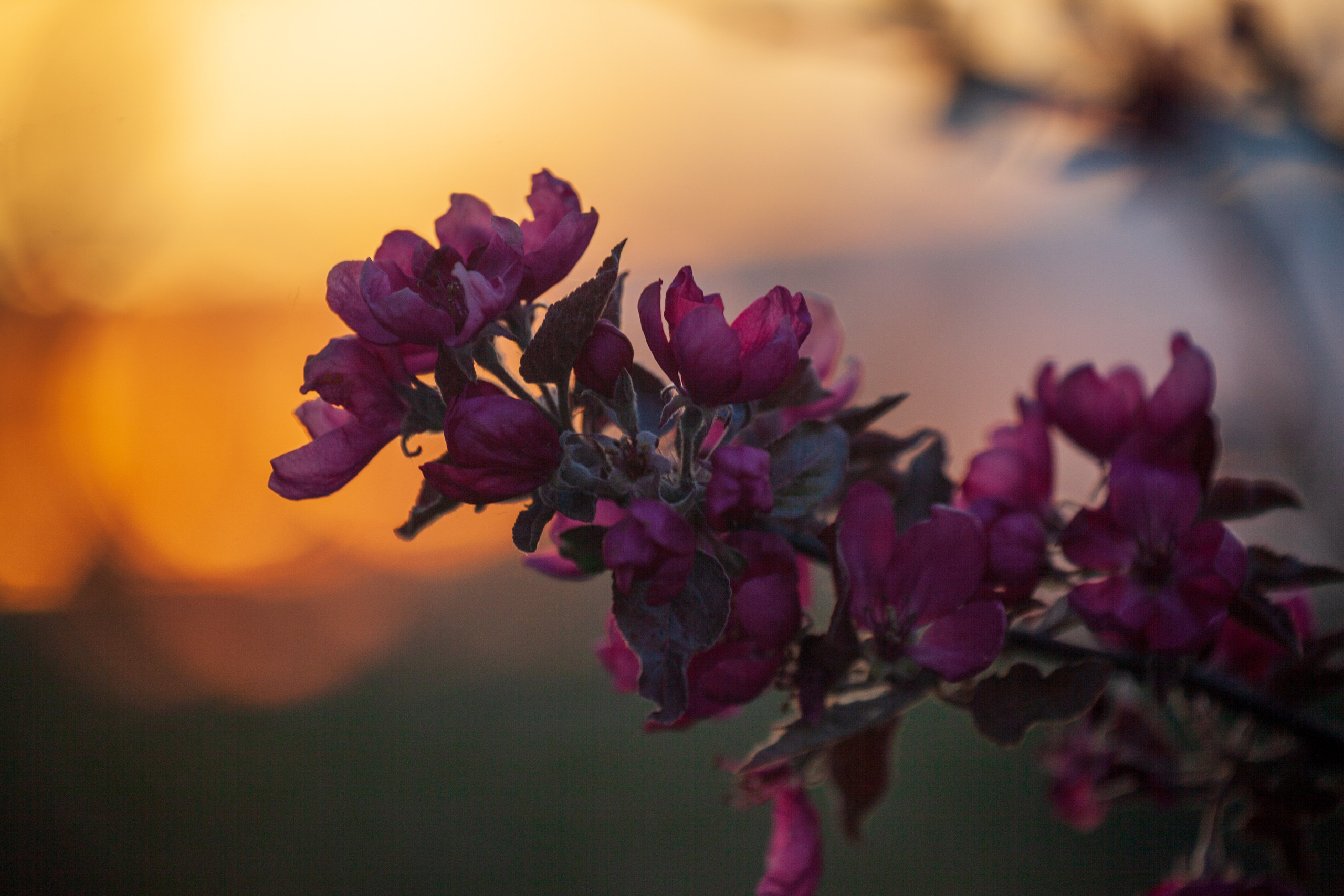 Яблоневый цвет. Фотохудожник Артём Парамонов