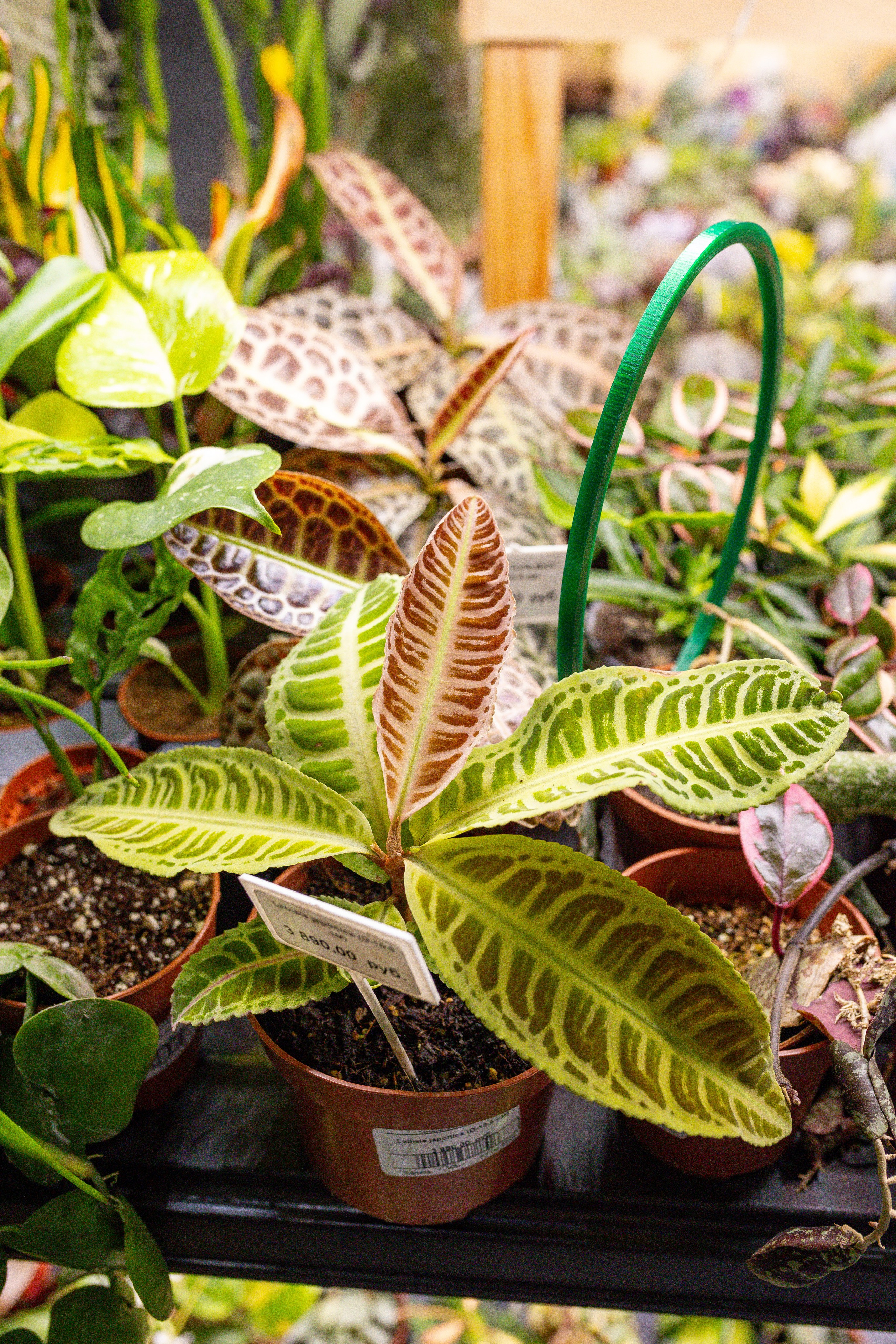 Орхидиум сентябрь 2025. Александра Куликова фотограф, Москва