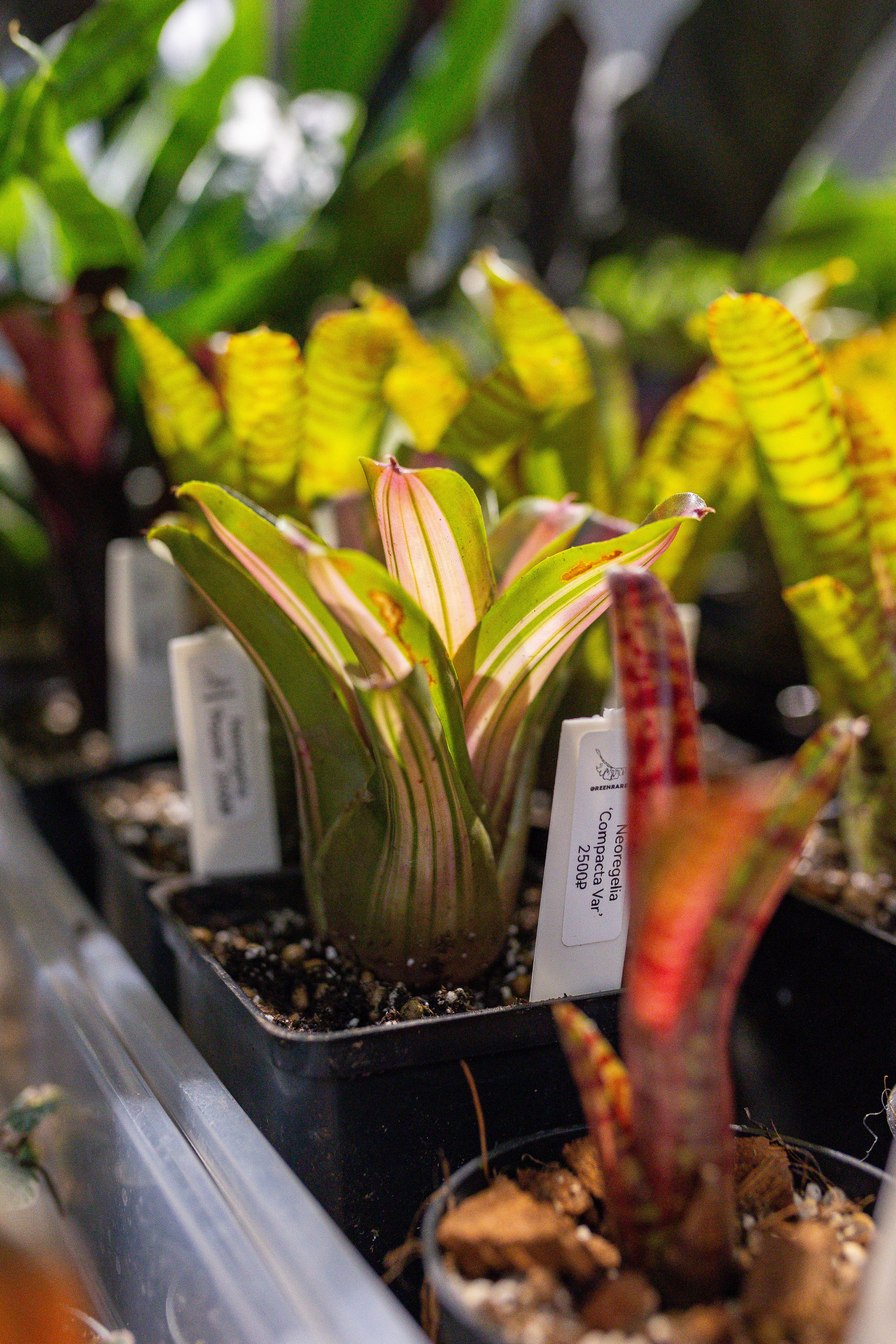 Ярмарка Green Rare 20.09.25. Александра Куликова фотограф, Москва