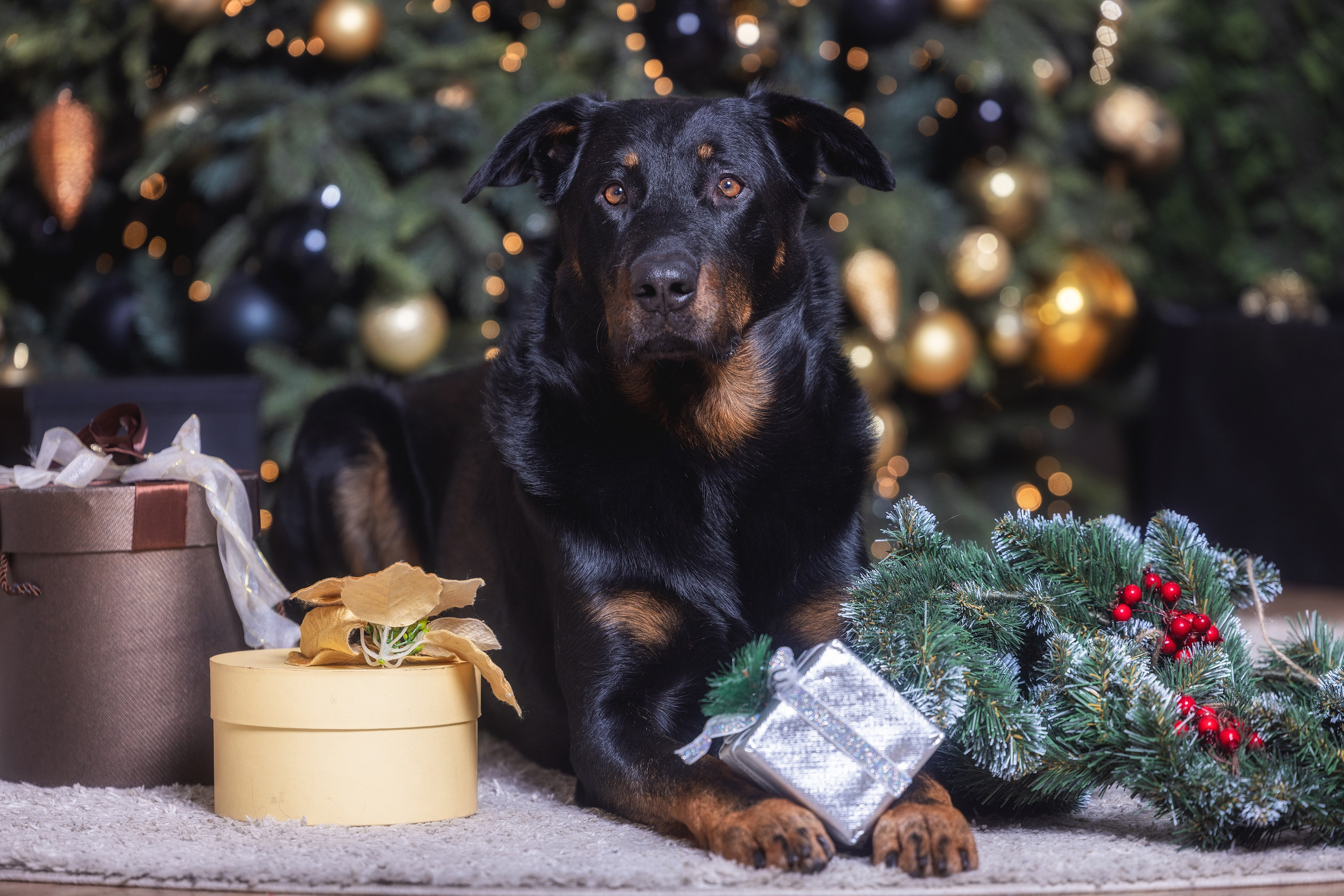 Хвостатый Новый Год. Фотограф Алена Звездина