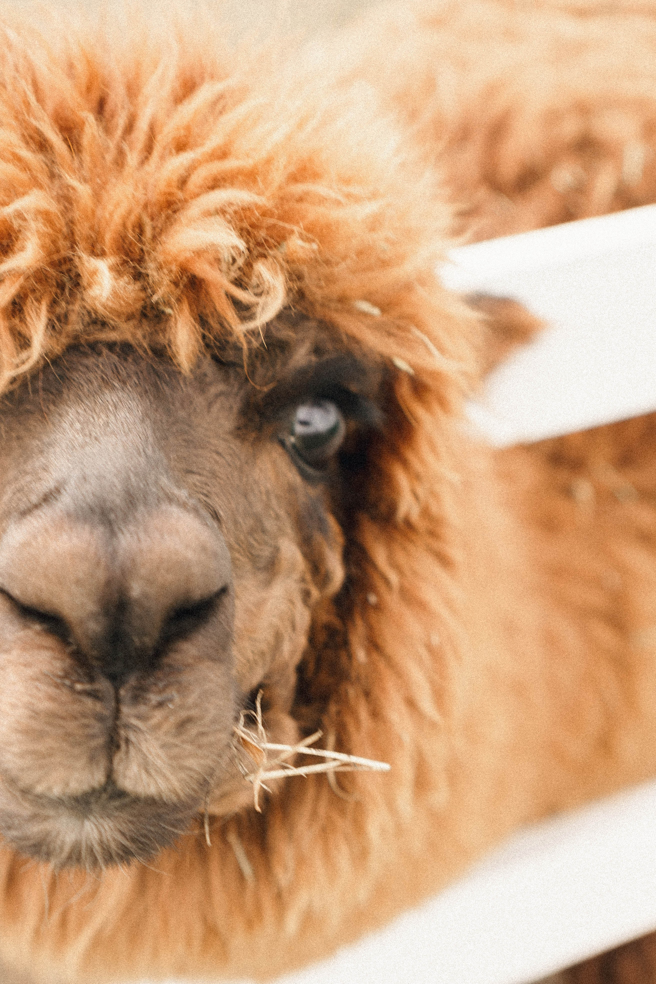 Ферма Альпак. Профессиональный фотограф, Санкт-Петербург — Виктория Богомолова