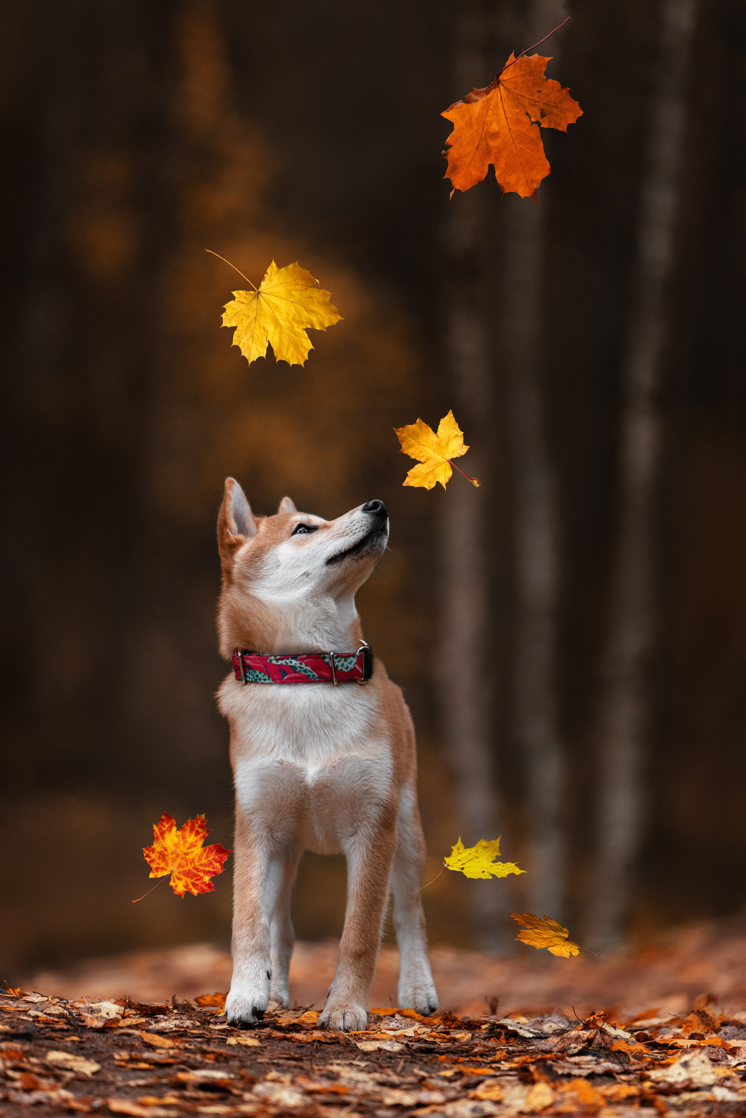 Сабуру. Фотограф анималист Осипчикова Мария
