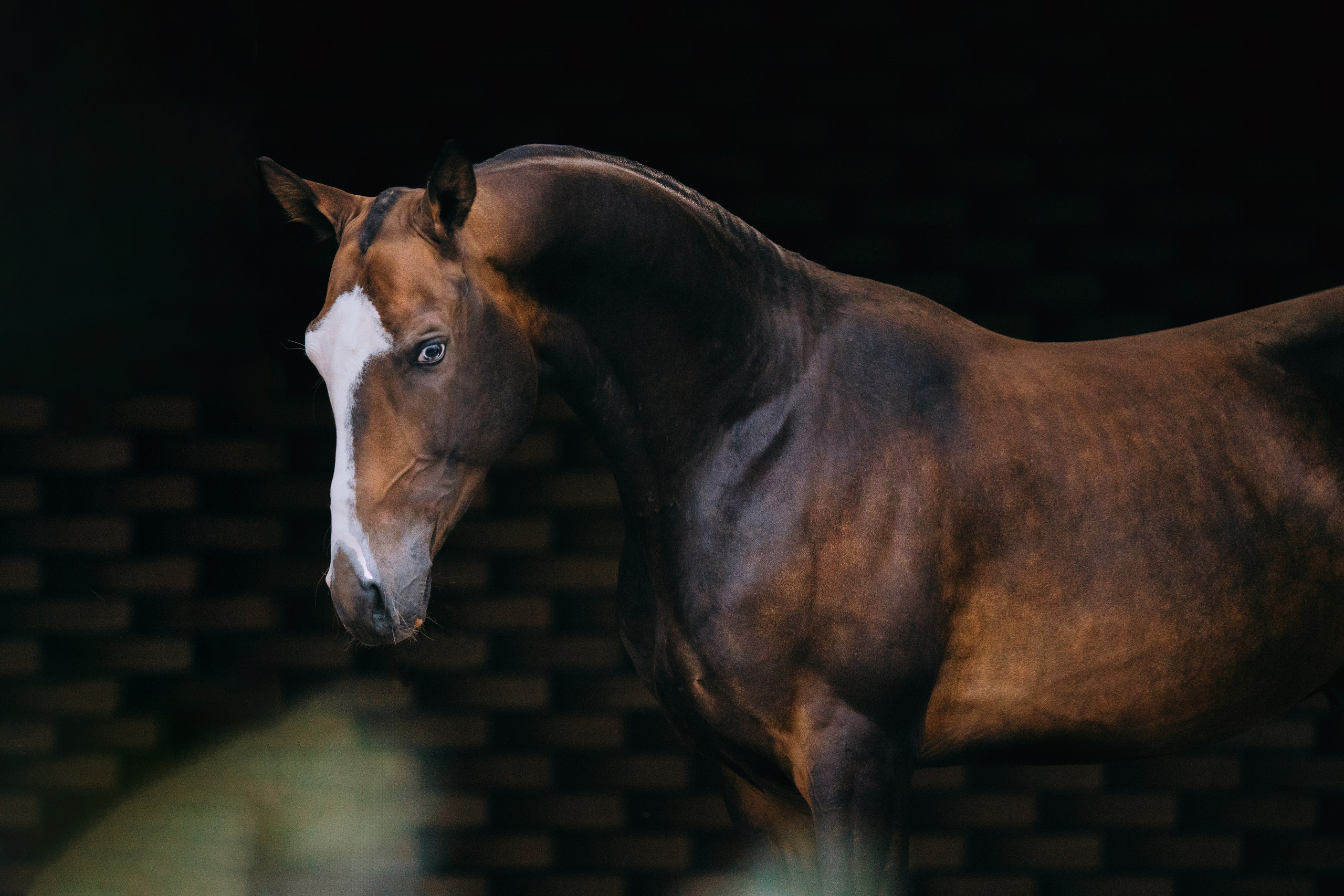 На черном фоне. Фотограф-анималист Ксендзова Кристина