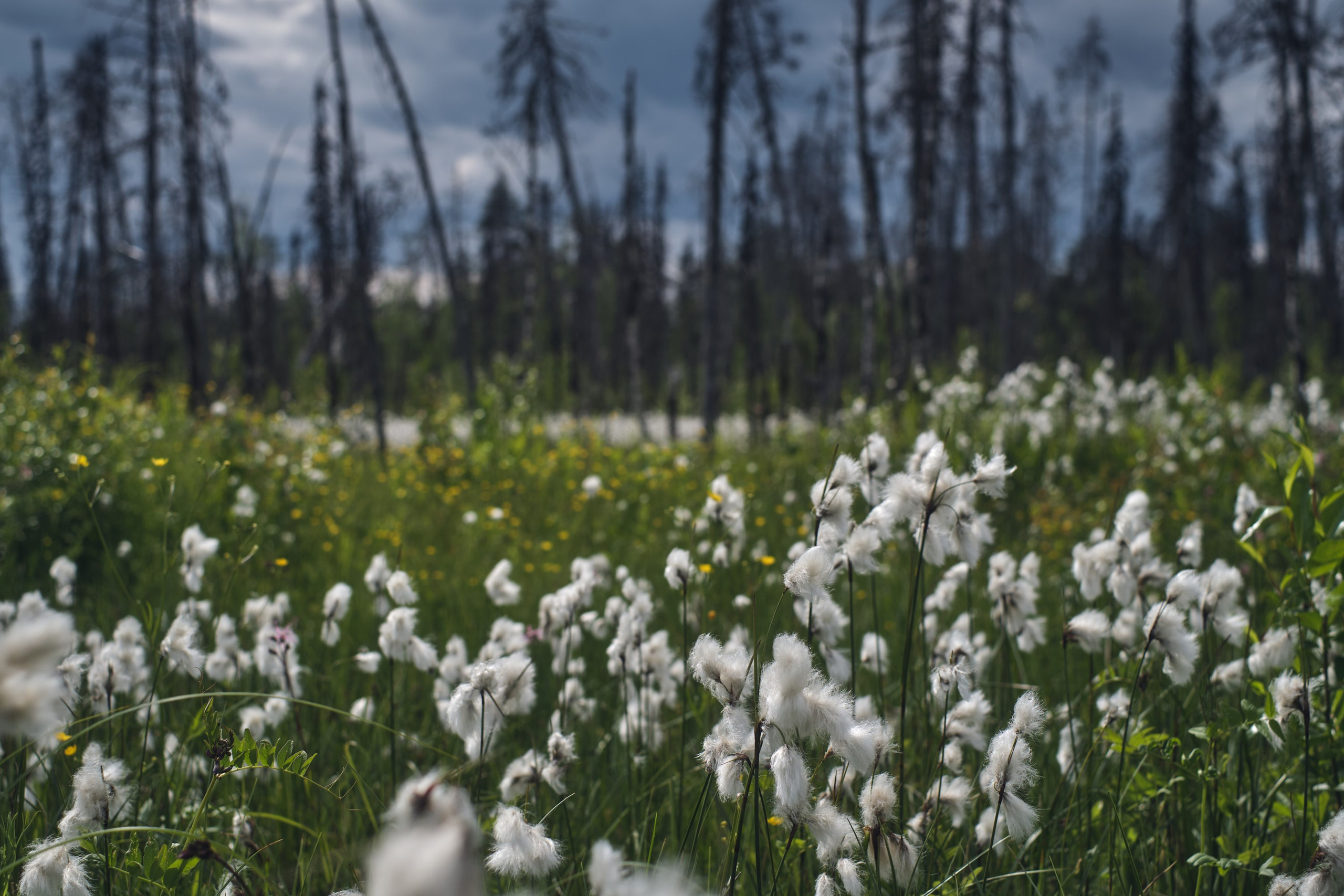 Русский север: путешествие по Карелии, Архангельской и Вологодской областям
