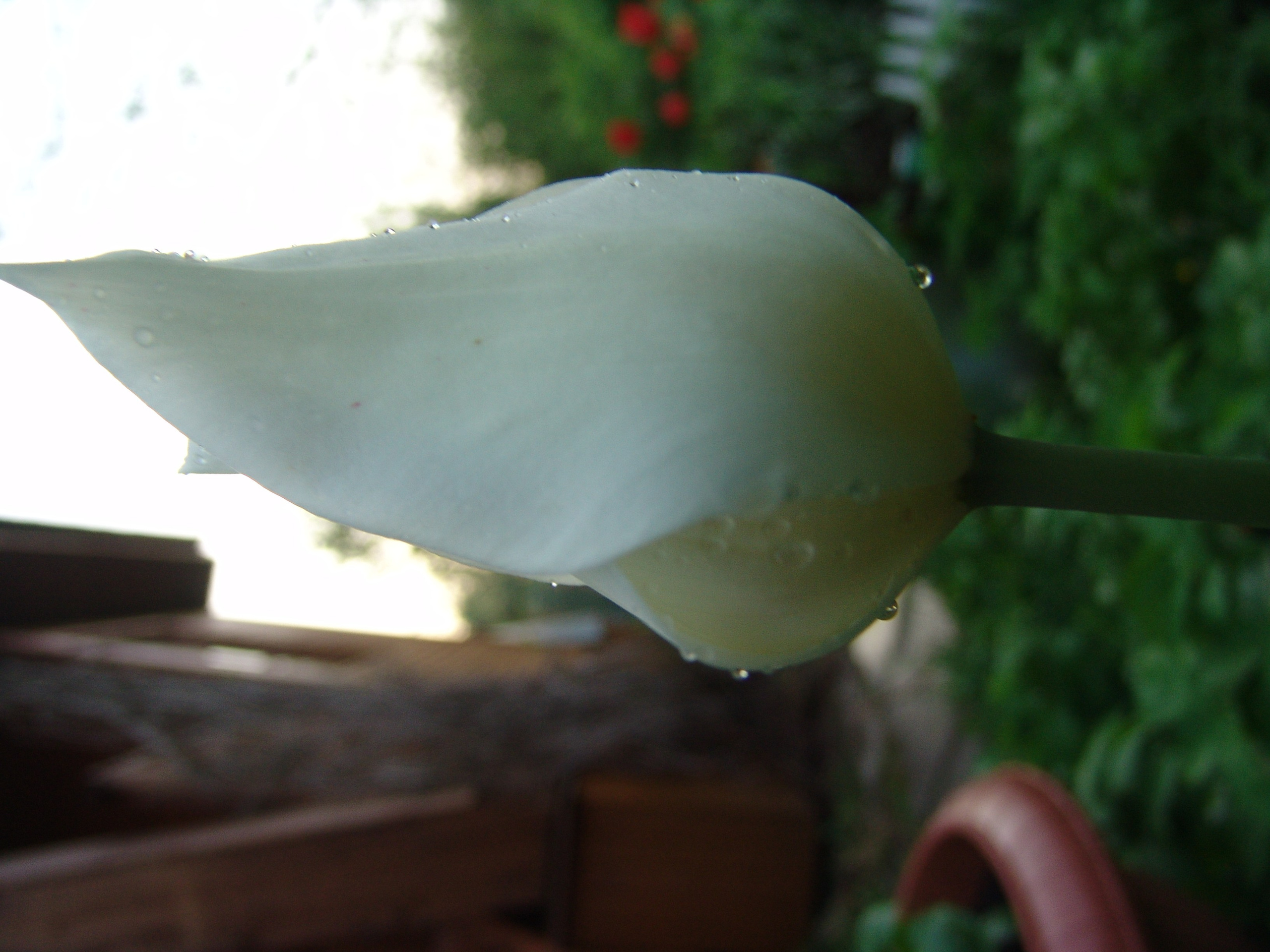 Приезд КС 2005. Заставка