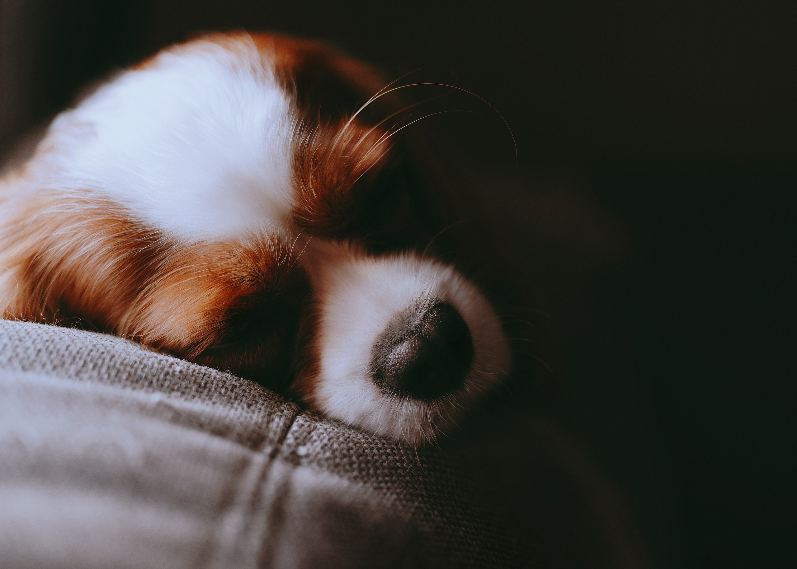 Дольче. Фотограф- анималист Александра Матвеева