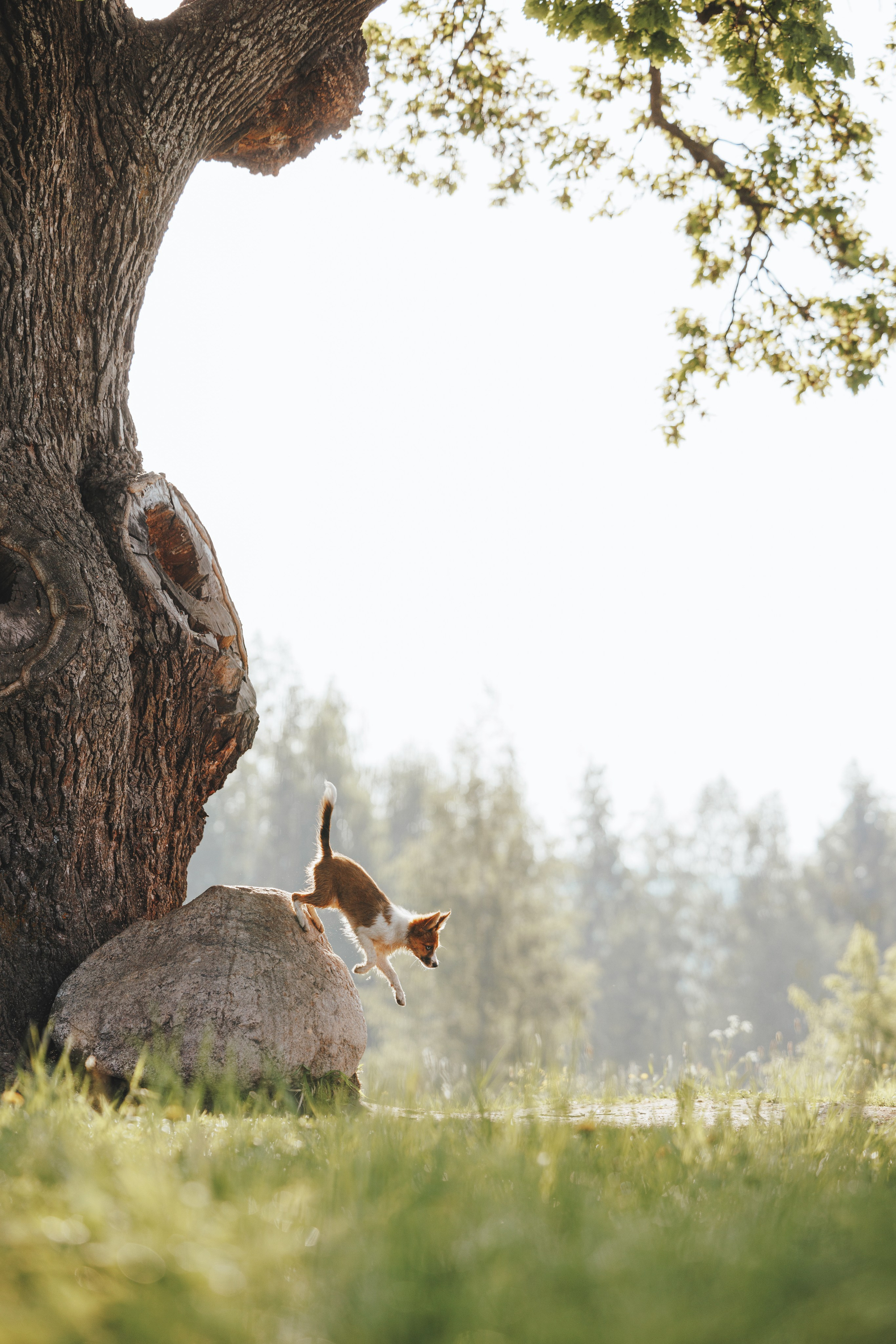 Токи, Янки, Лось, Мако и Рин. Фотограф анималист Осипчикова Мария