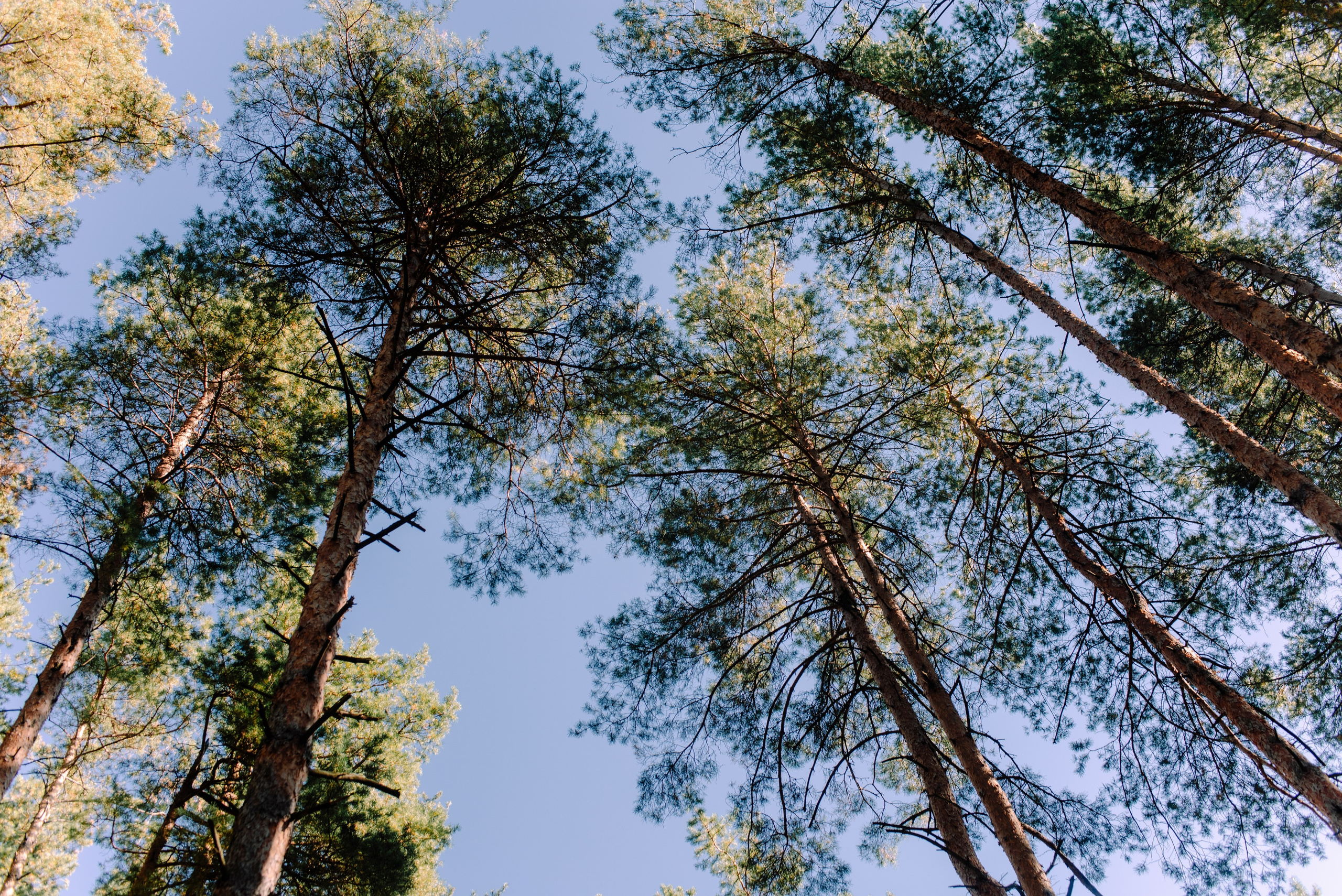Наталья и Дмитрий. Семейный и свадебный фотограф в Рязани Лиза Голованова