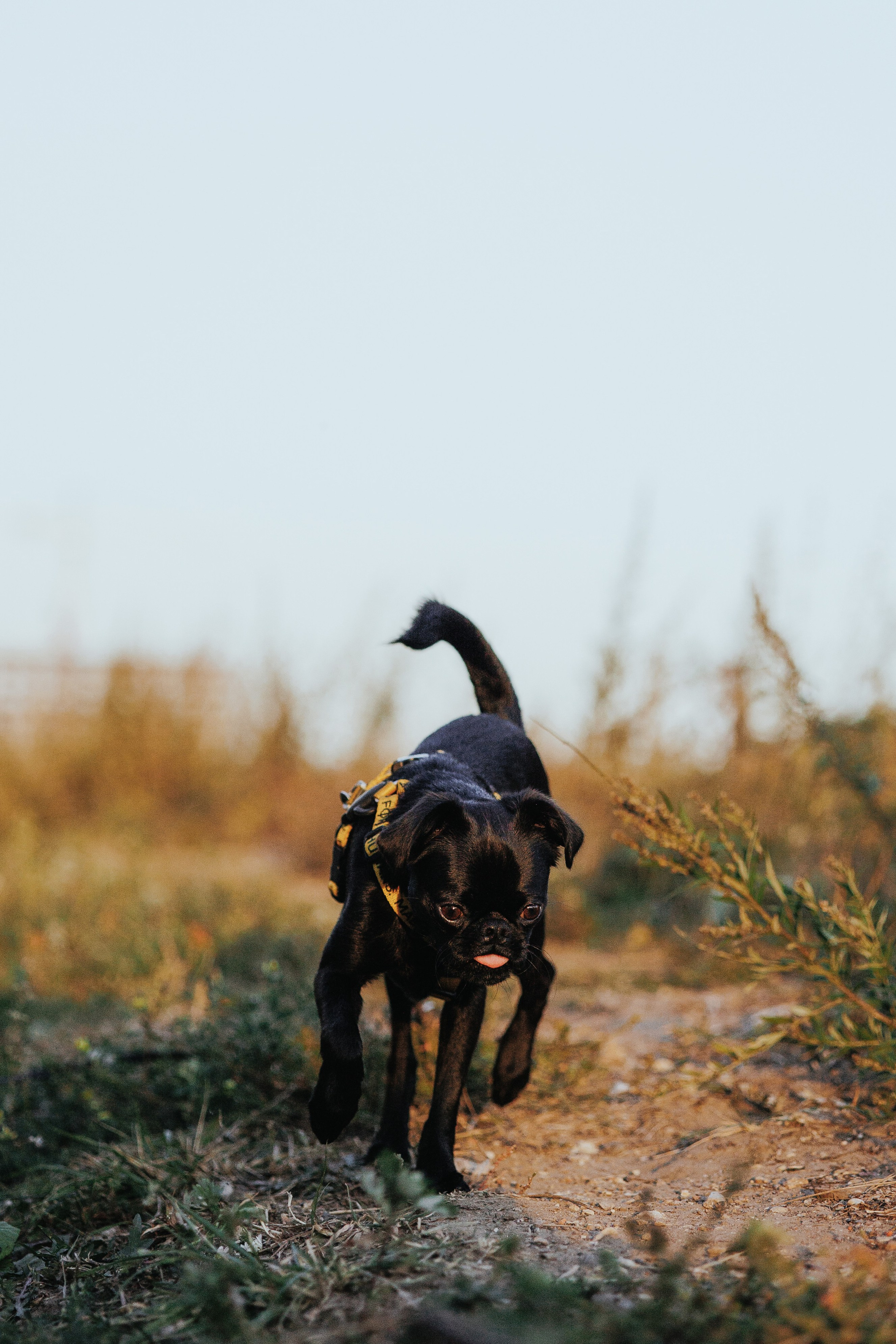 Закатная съемка с собакой. Анастасия Белаш