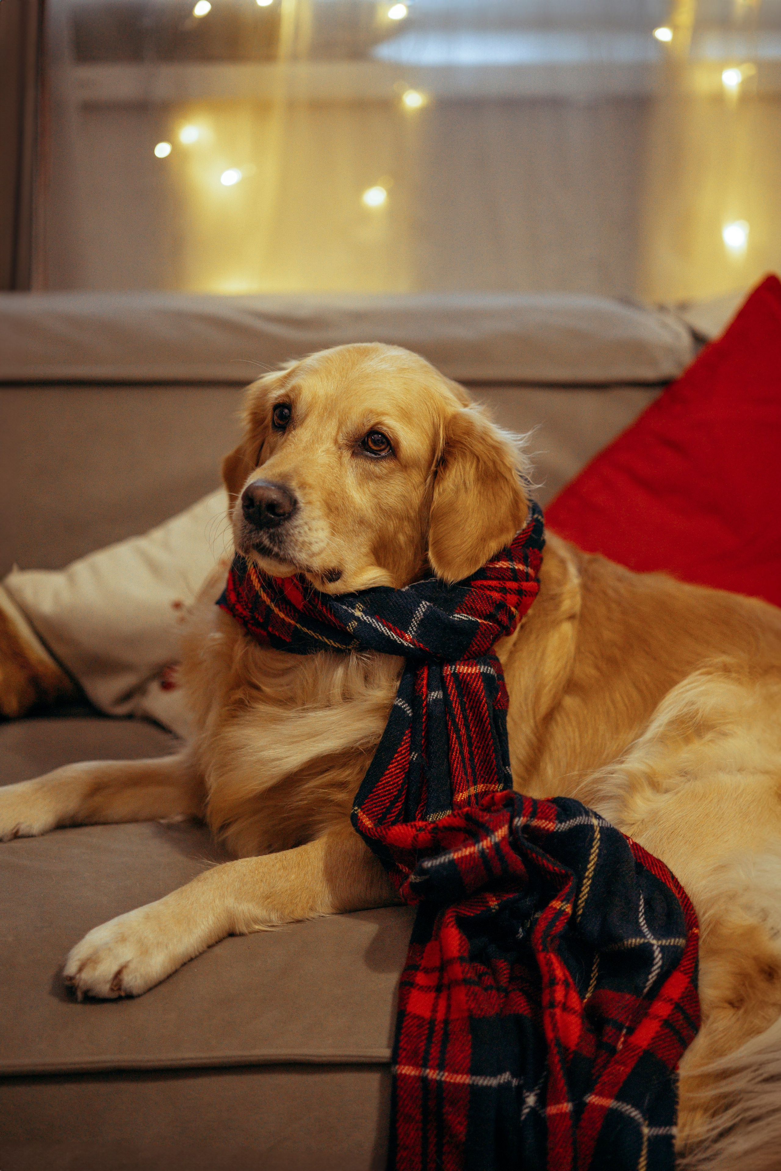 Новогодняя съемка с собакой. Анастасия Белаш