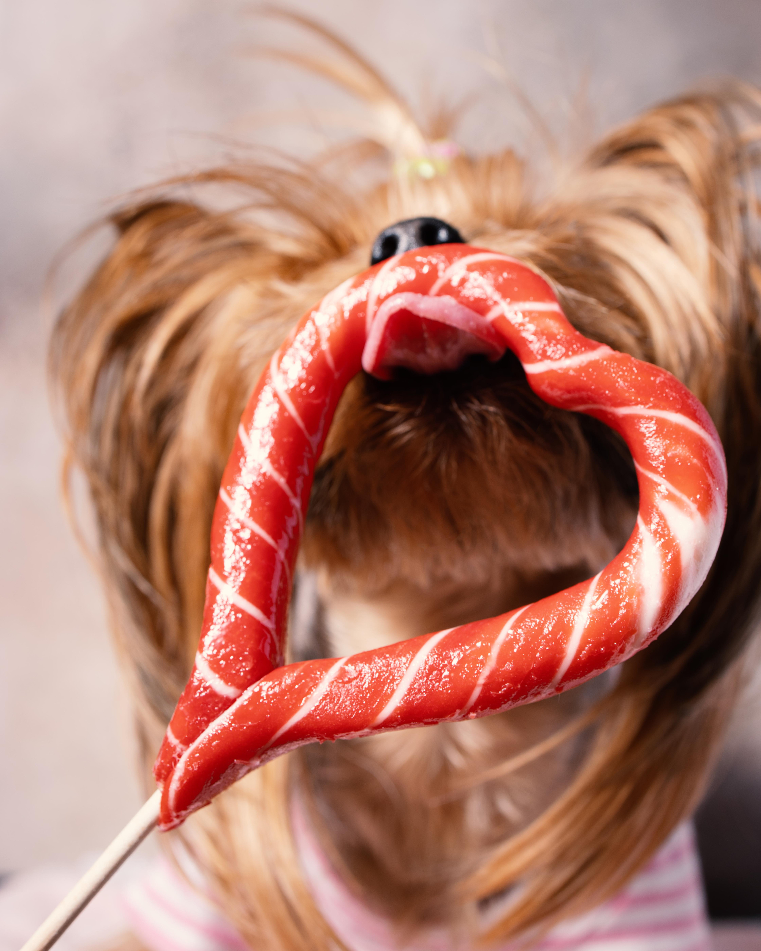 ЛЮБИМЦЫ. ФОТОГРАФ И РЕТУШЕР В МОСКВЕ ВИКТОРИЯ АКИМОВА