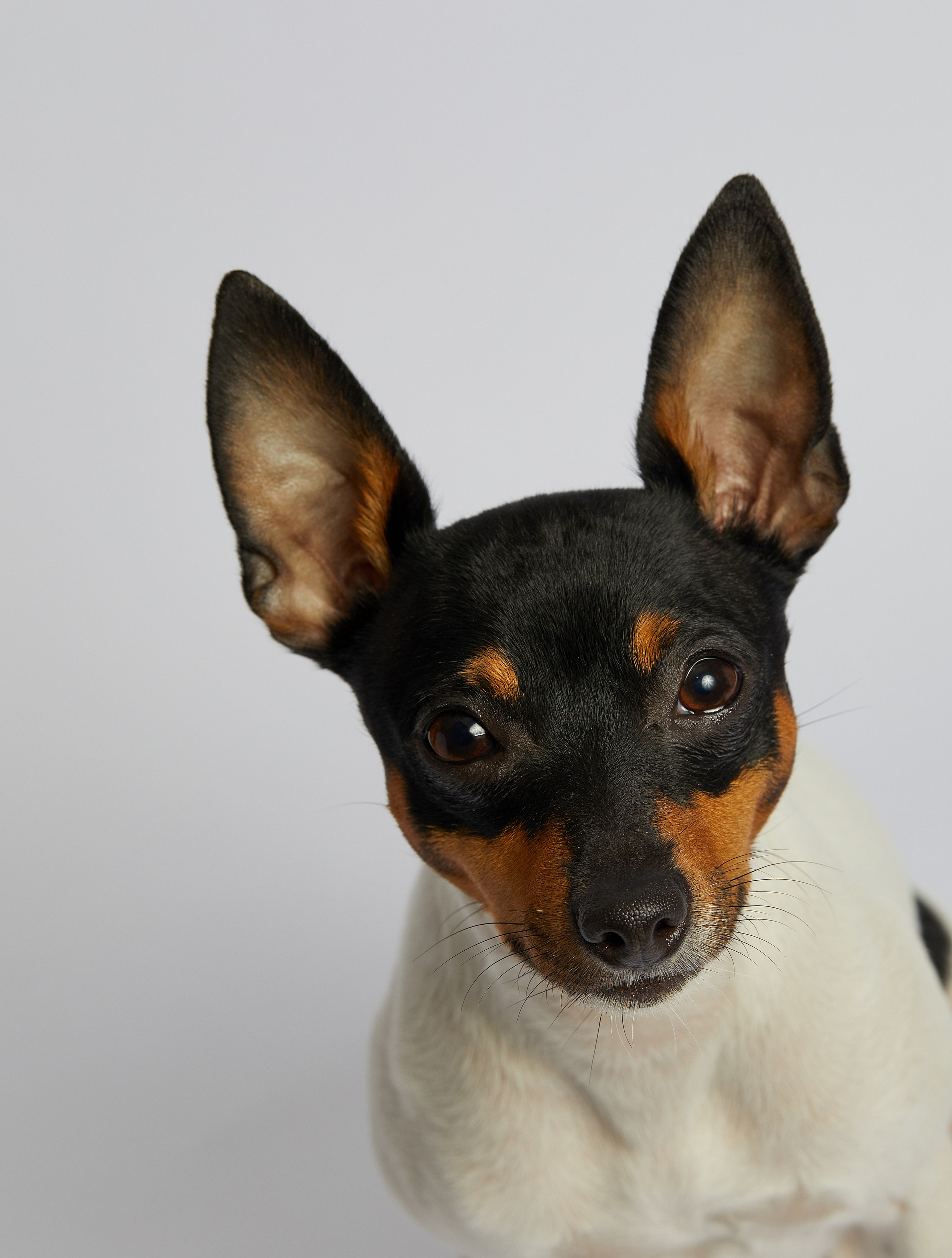 ЛЮБИМЦЫ. ФОТОГРАФ И РЕТУШЕР В МОСКВЕ ВИКТОРИЯ АКИМОВА