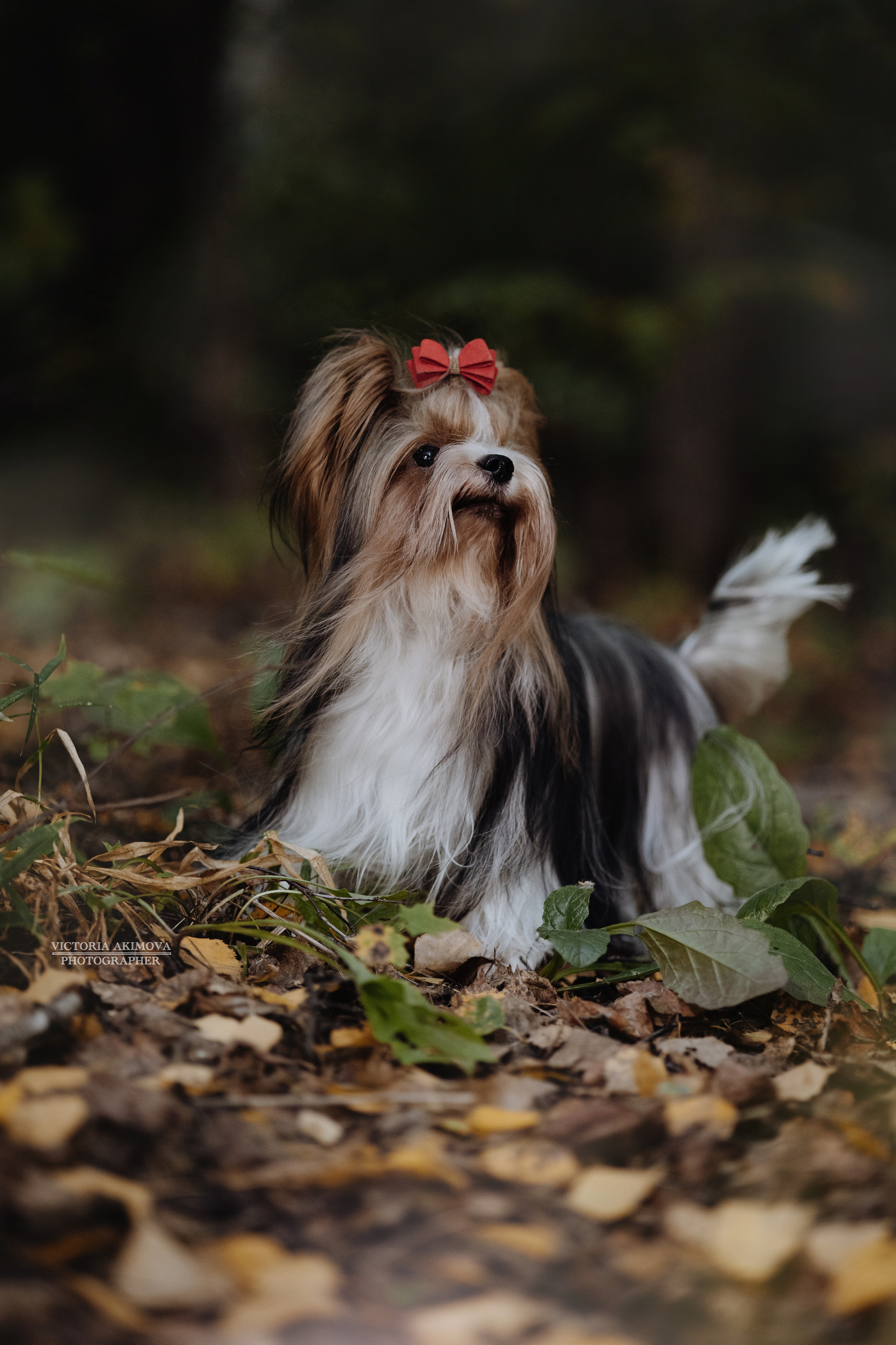 ПРОГУЛКИ В СЕНТЯБРЕ. ФОТОГРАФ И РЕТУШЕР В МОСКВЕ ВИКТОРИЯ АКИМОВА
