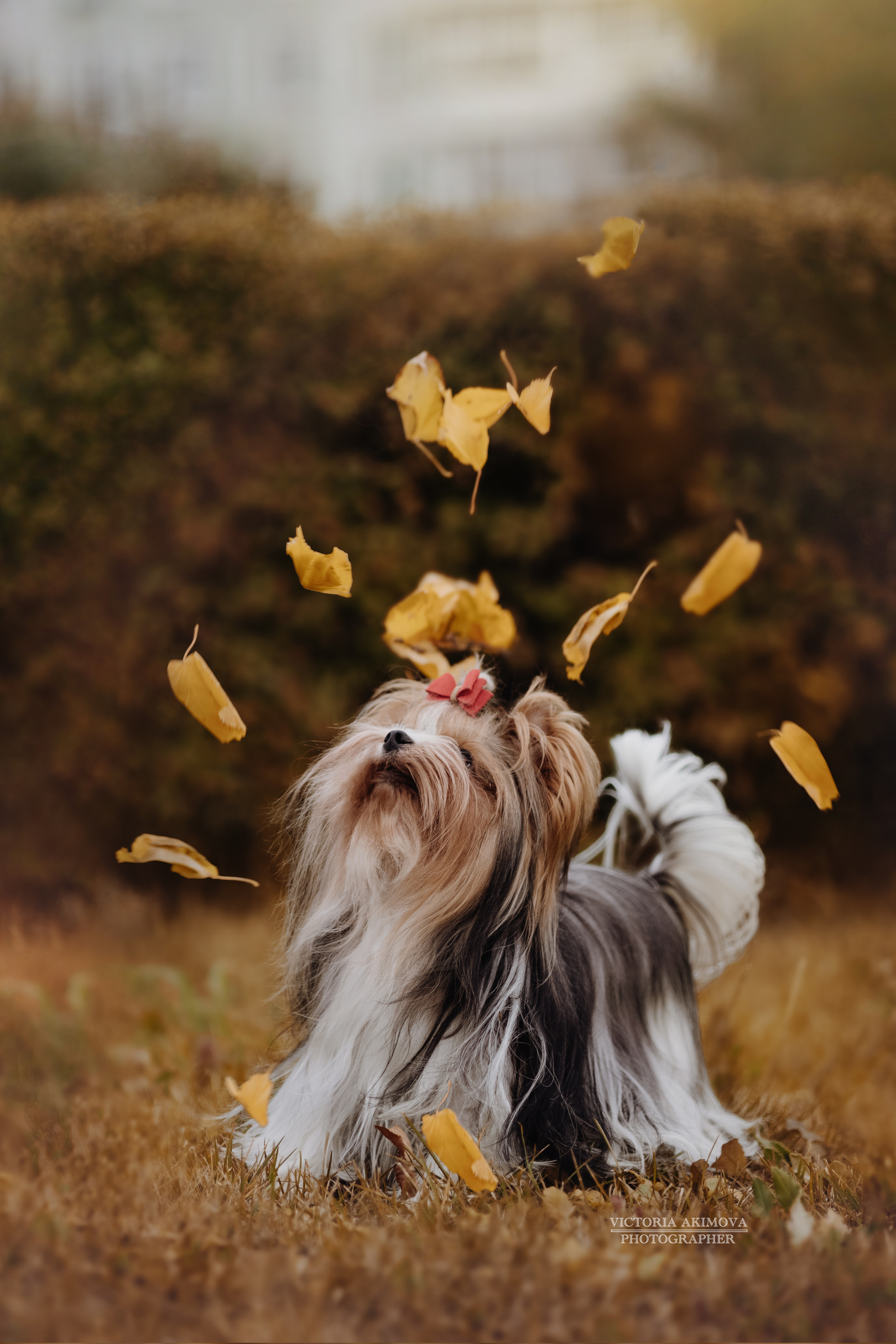 ПРОГУЛКИ В СЕНТЯБРЕ. ФОТОГРАФ И РЕТУШЕР В МОСКВЕ ВИКТОРИЯ АКИМОВА