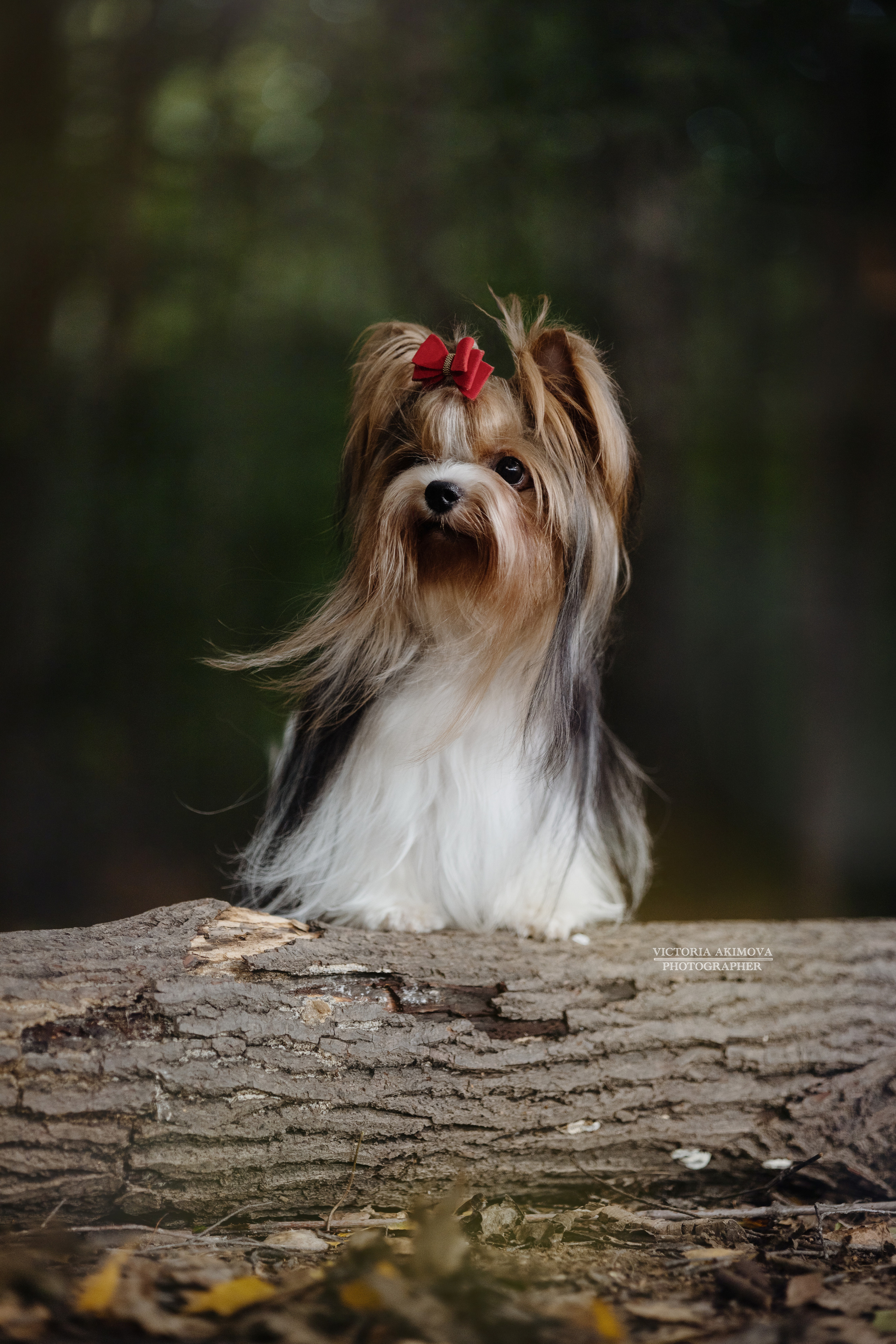 ПРОГУЛКИ В СЕНТЯБРЕ. ФОТОГРАФ И РЕТУШЕР В МОСКВЕ ВИКТОРИЯ АКИМОВА