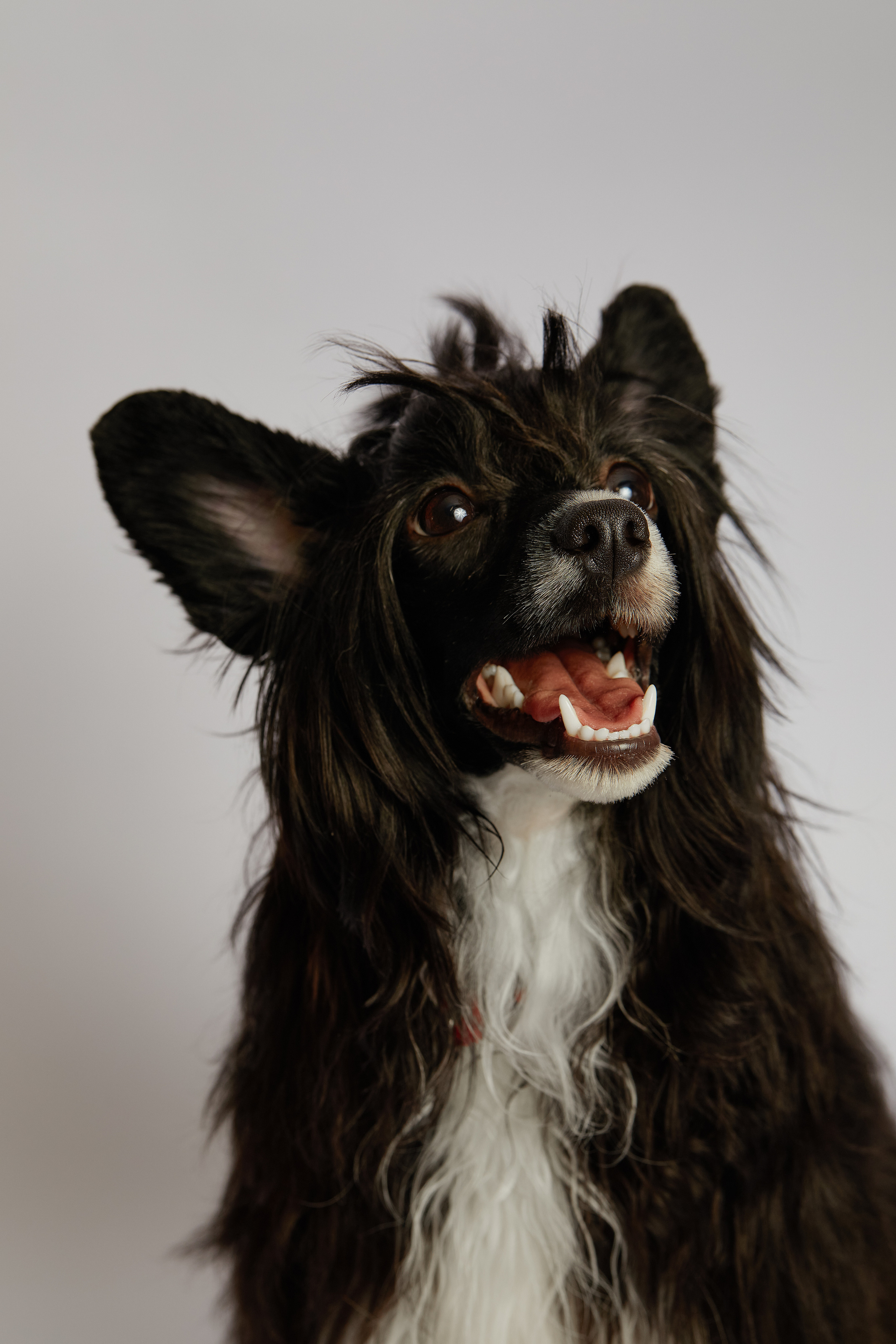 ЛЮБИМЦЫ. ФОТОГРАФ И РЕТУШЕР В МОСКВЕ ВИКТОРИЯ АКИМОВА