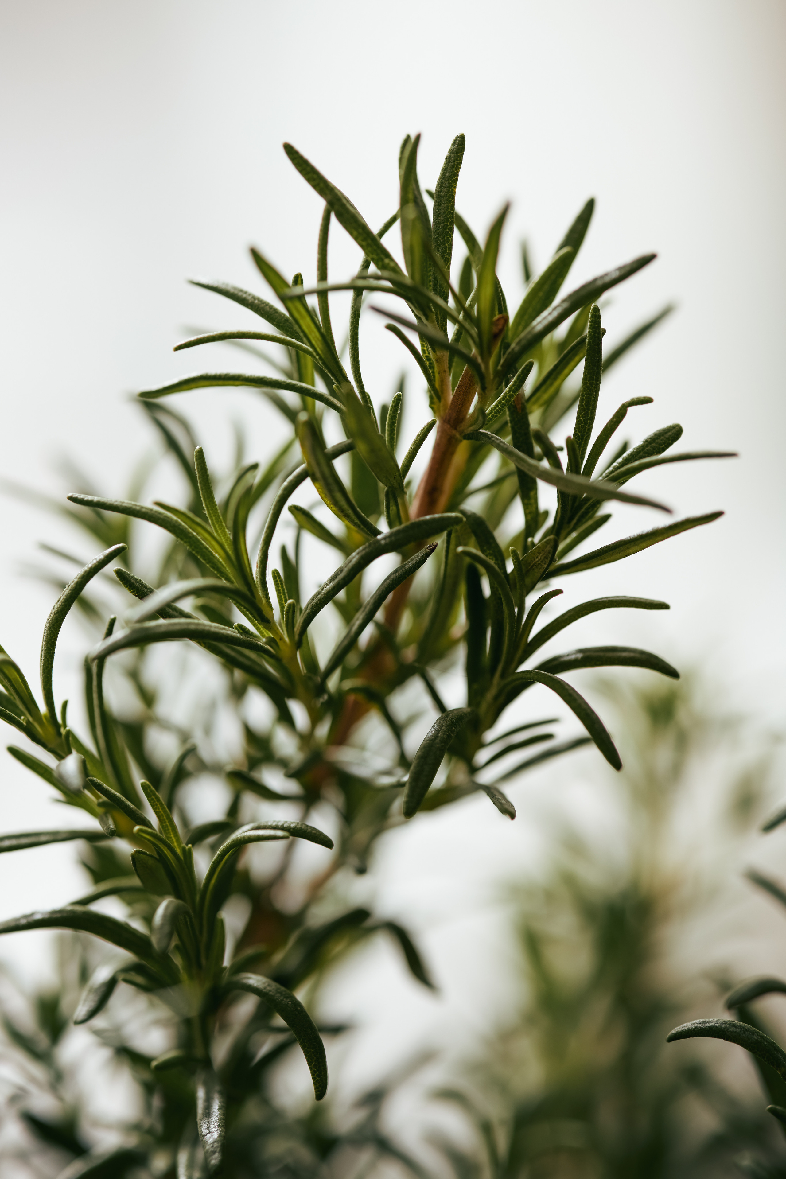 ФУД СЪЕМКА. ФОТОГРАФ И РЕТУШЕР В МОСКВЕ ВИКТОРИЯ АКИМОВА