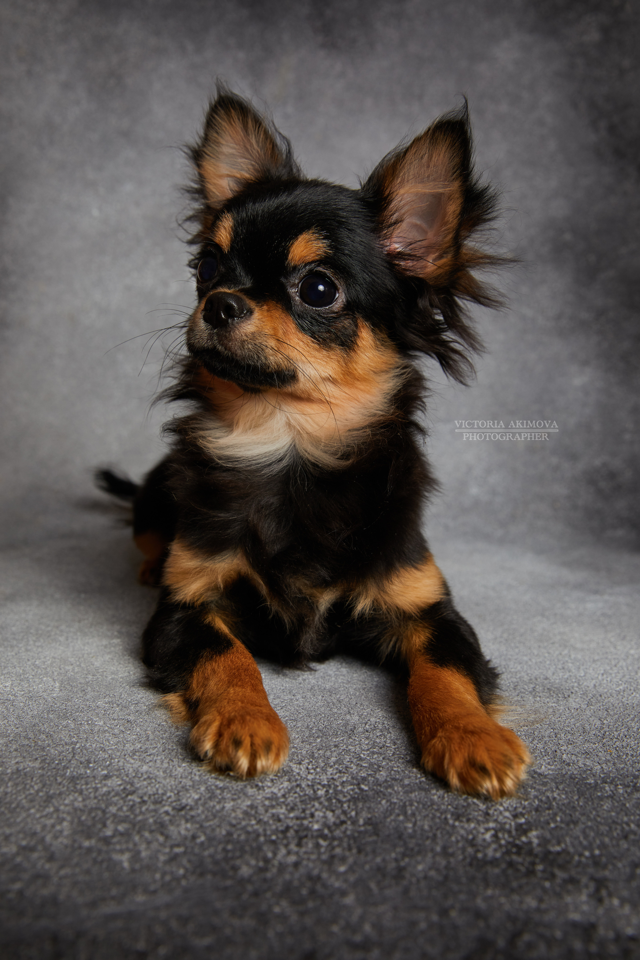 ЛЮБИМЦЫ. ФОТОГРАФ И РЕТУШЕР В МОСКВЕ ВИКТОРИЯ АКИМОВА