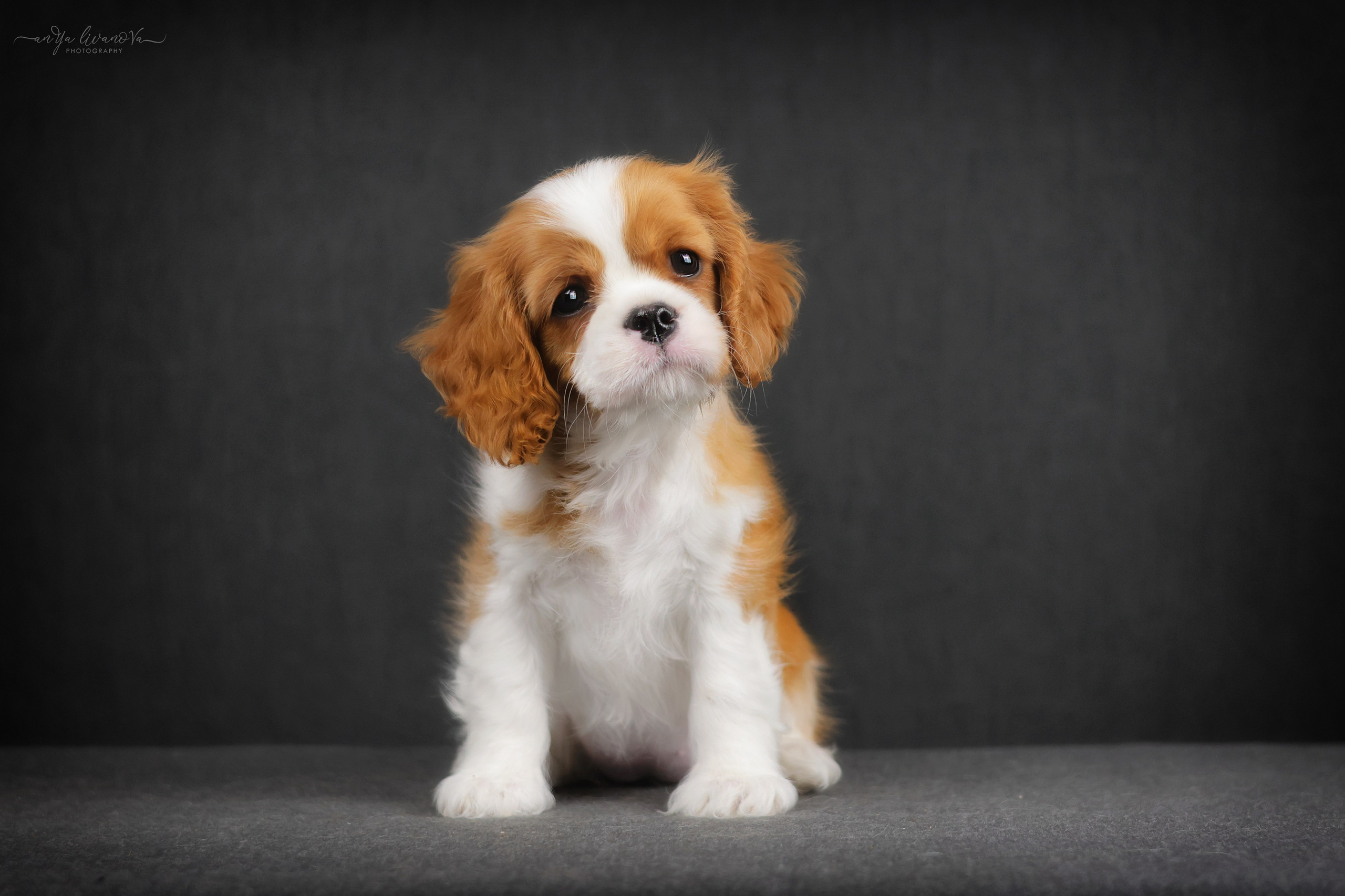 Кавалерчики. Фотограф анималист Аня Ливанова | Рыбинск