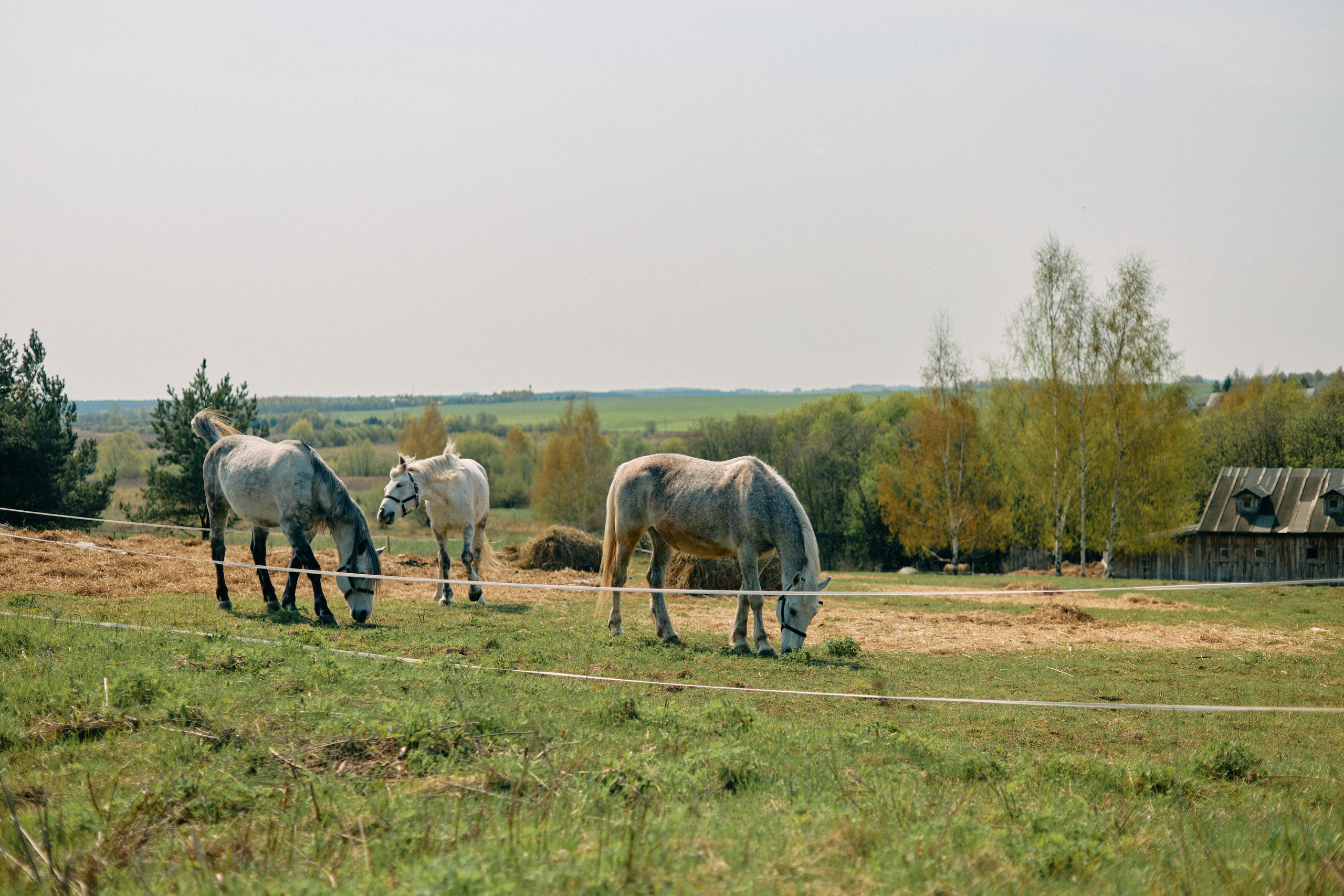 Бутик-отель Поле летом. Профессиональный Фотограф во Владимире, в Москве и в Суздале — Полина Романычева