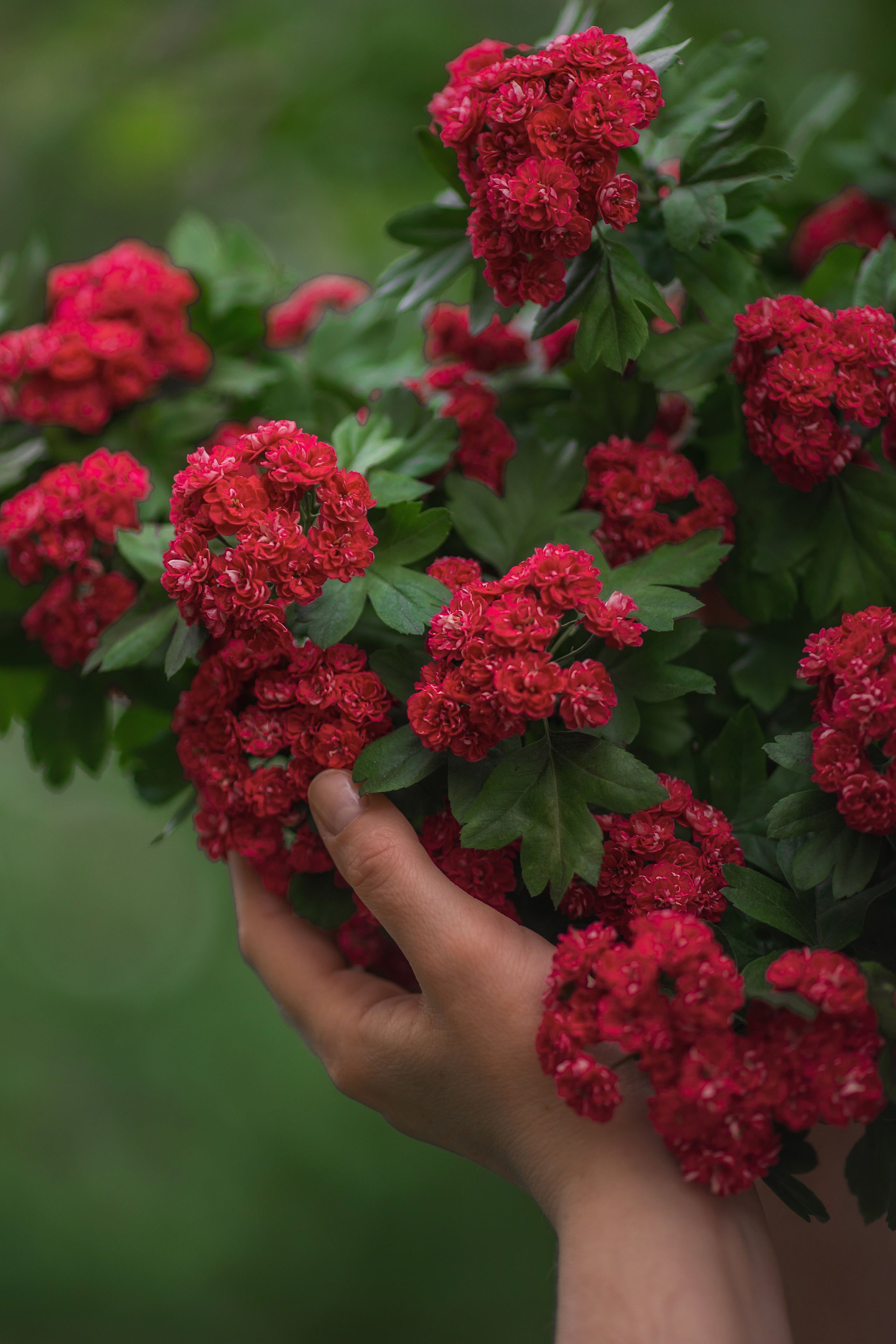 Красный боярышник (МАЙ). Семейный и детский фотограф |Брянск| Анастасия Перепелкина