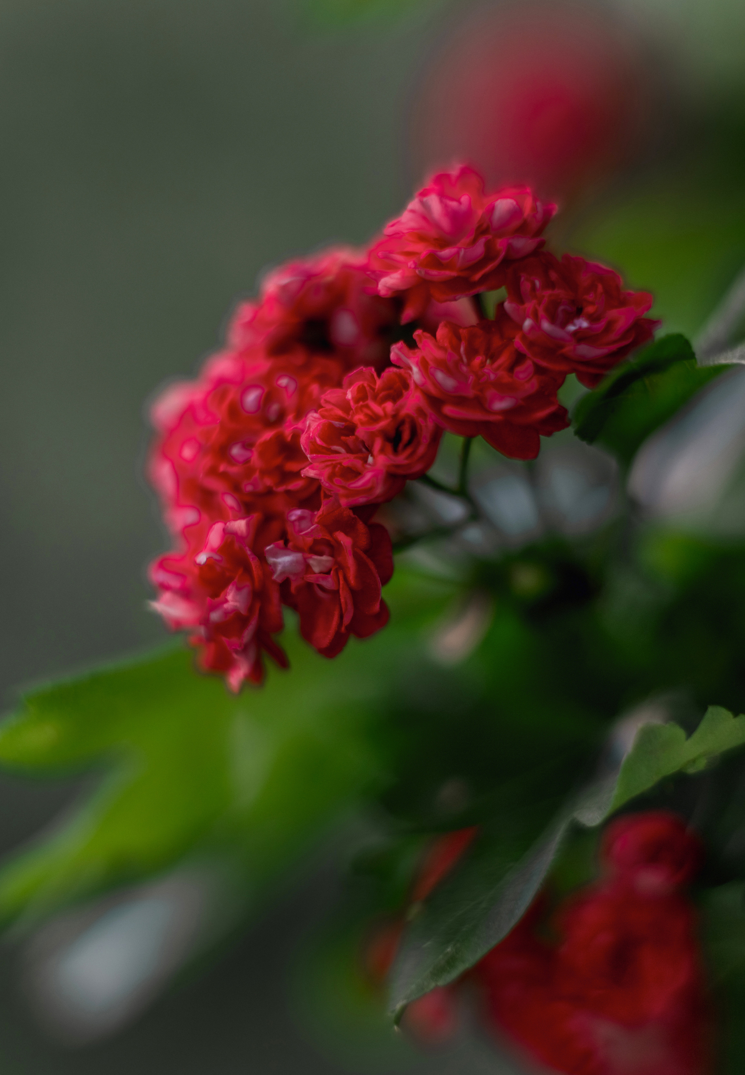 Красный боярышник (МАЙ). Семейный и детский фотограф |Брянск| Анастасия Перепелкина