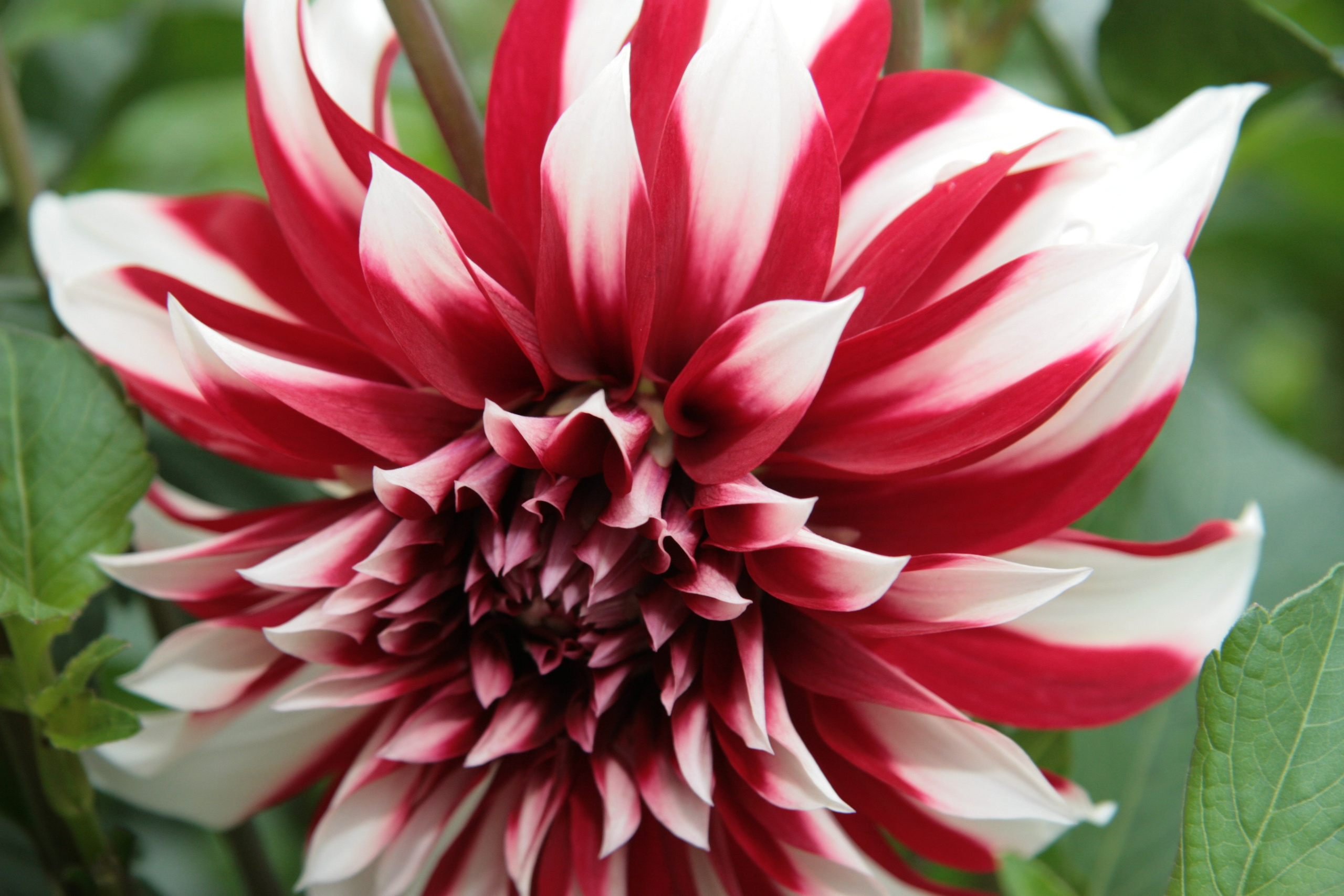 Фото Цветов. Студия Максима Белослюдцева