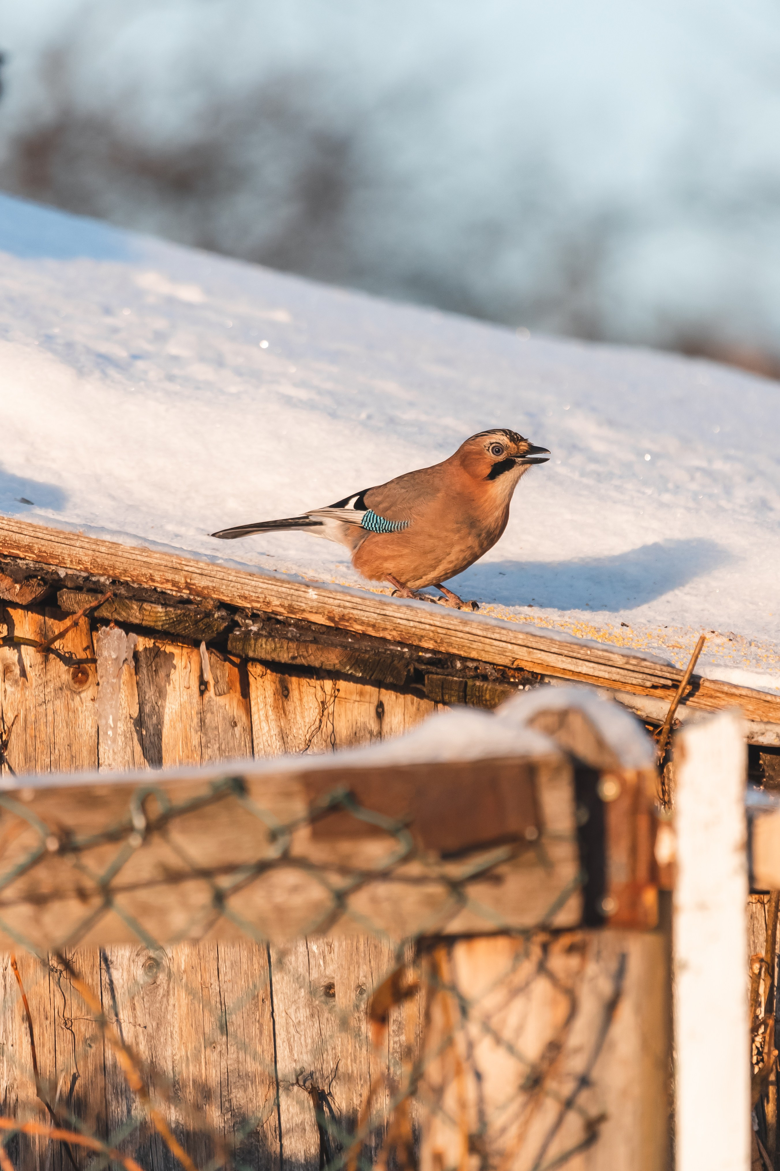 ПРИРОДА. Фотограф Александр Бормотин
