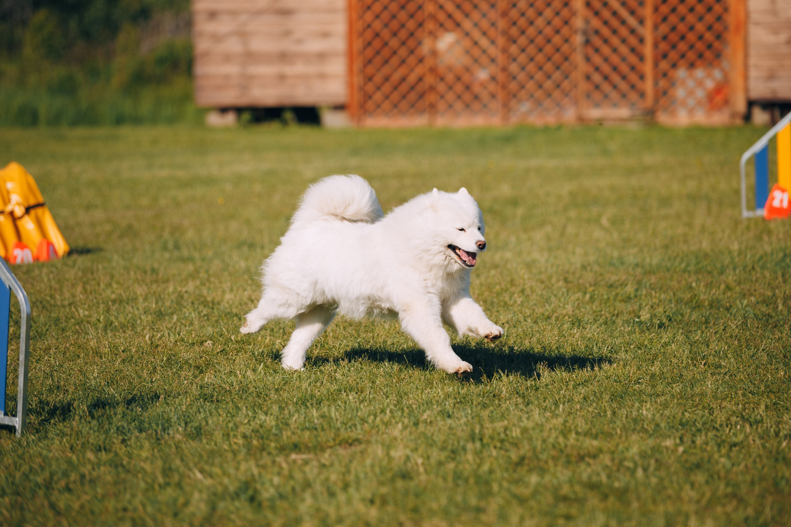 Кинологический лагерь в Горыныче. Фотограф анималист Кристина Карпова, Москва
