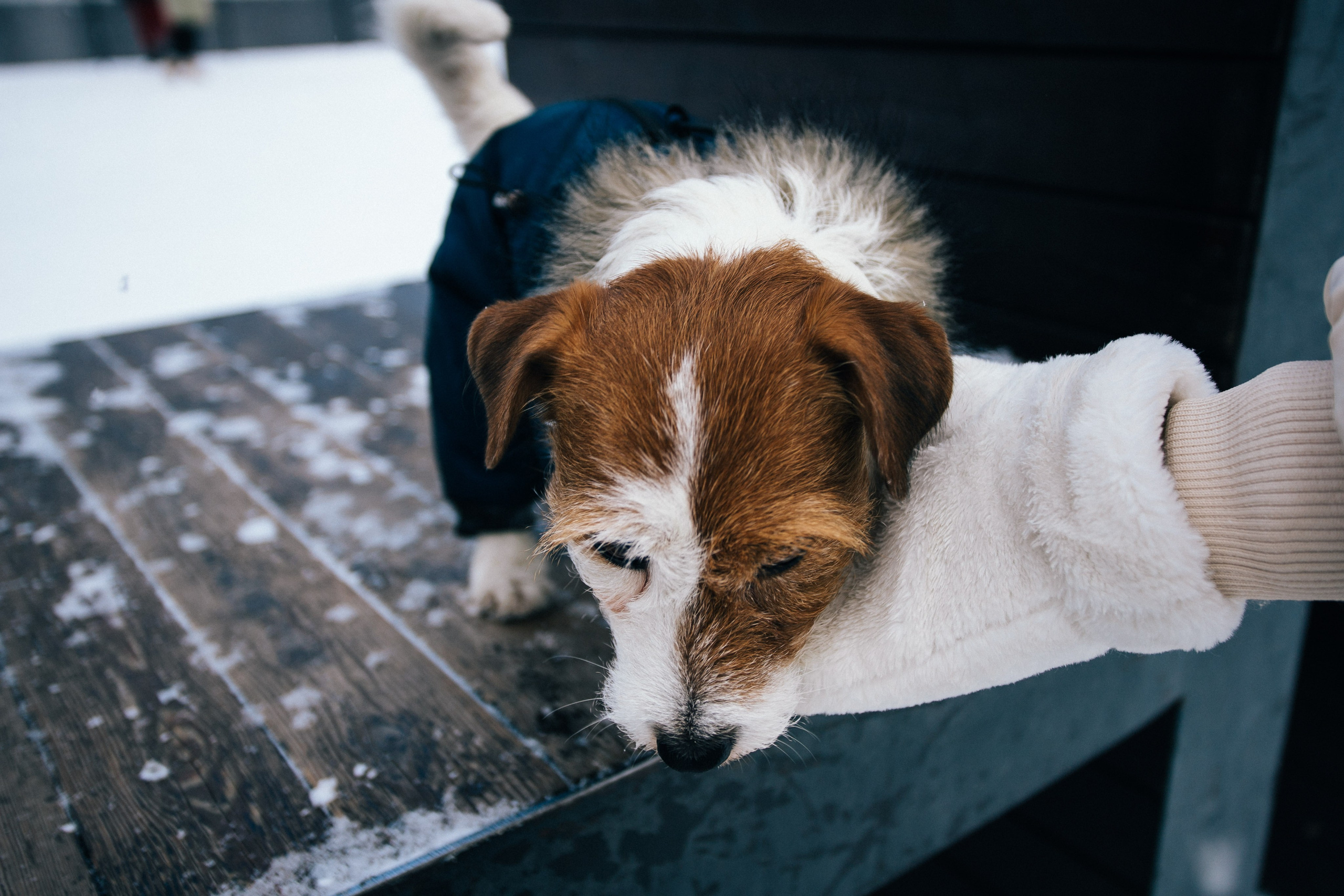 Дарья и Майла. Фотограф Дарья Локотко в Красноярске