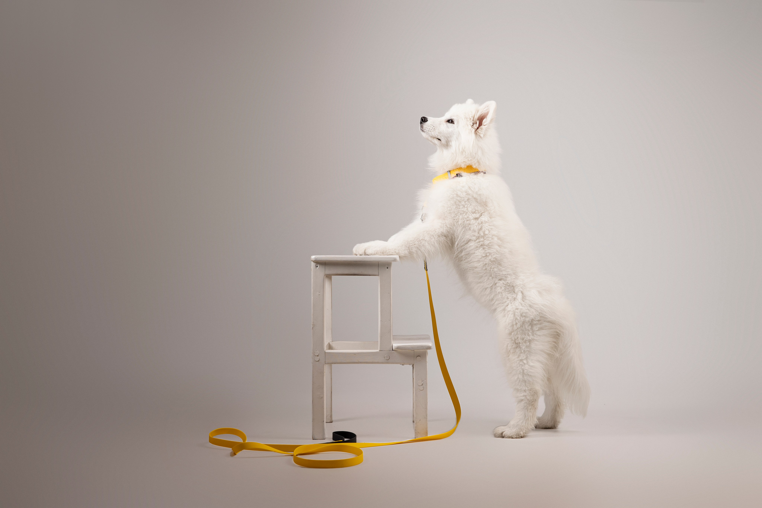 Кая и Даяна. Фотограф анималист в Москве Майорова Евгения