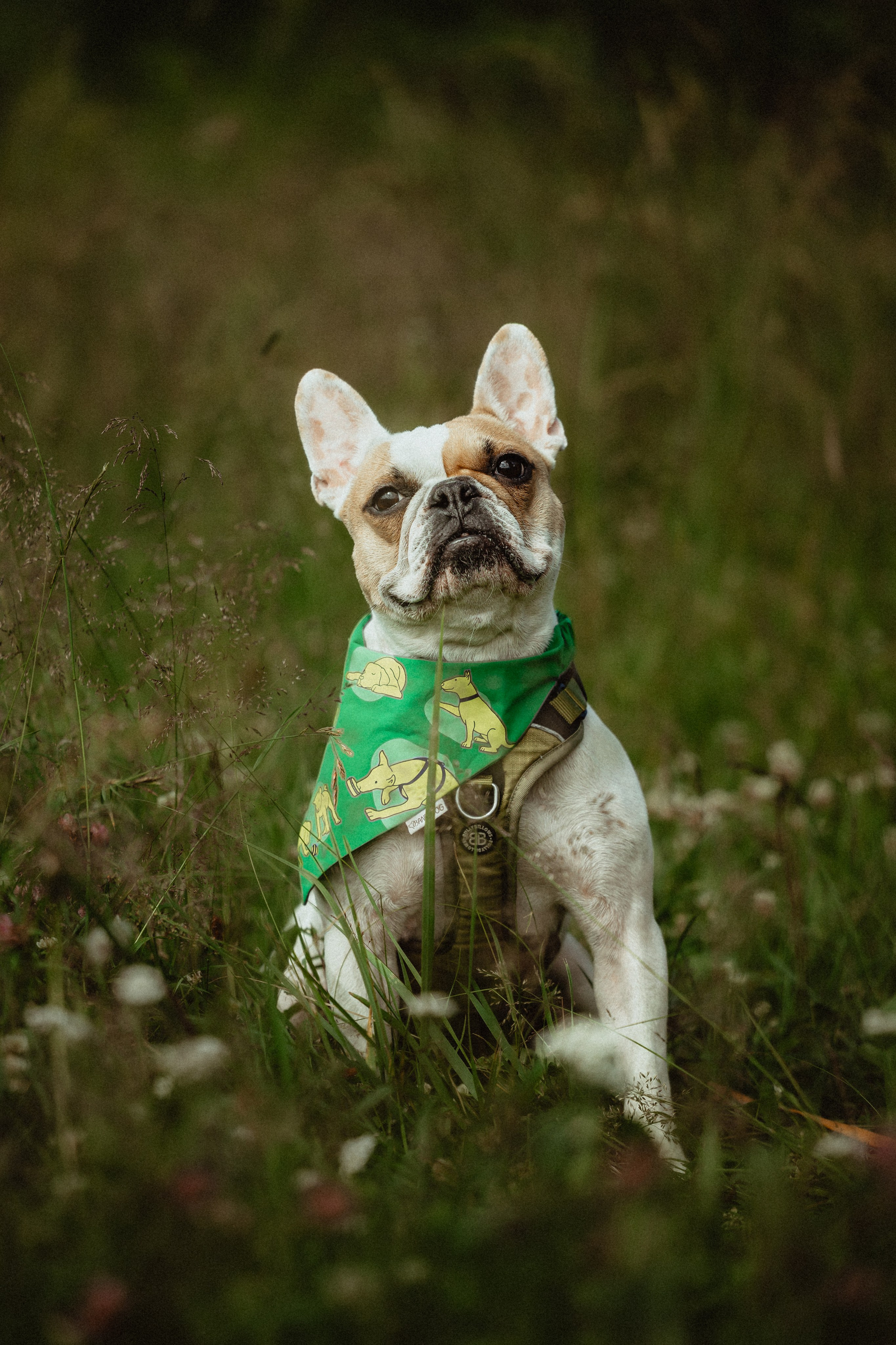 Выездной дог-тренинг от школы «Шерсть имею»