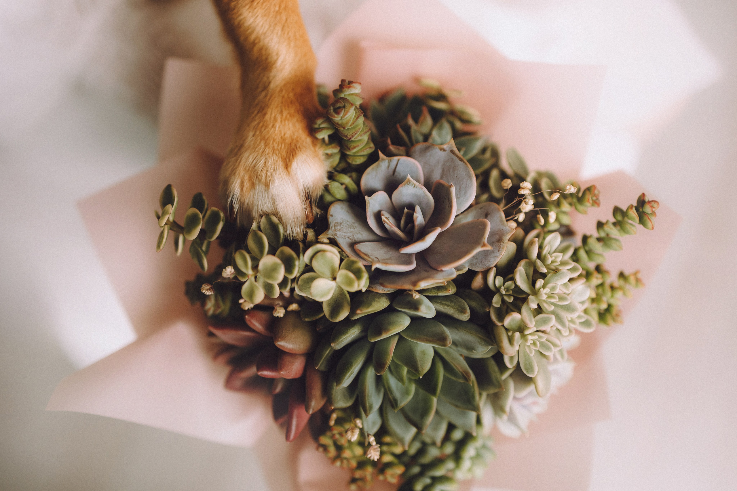 Денис, Василина, Гаврюша и Кнопка