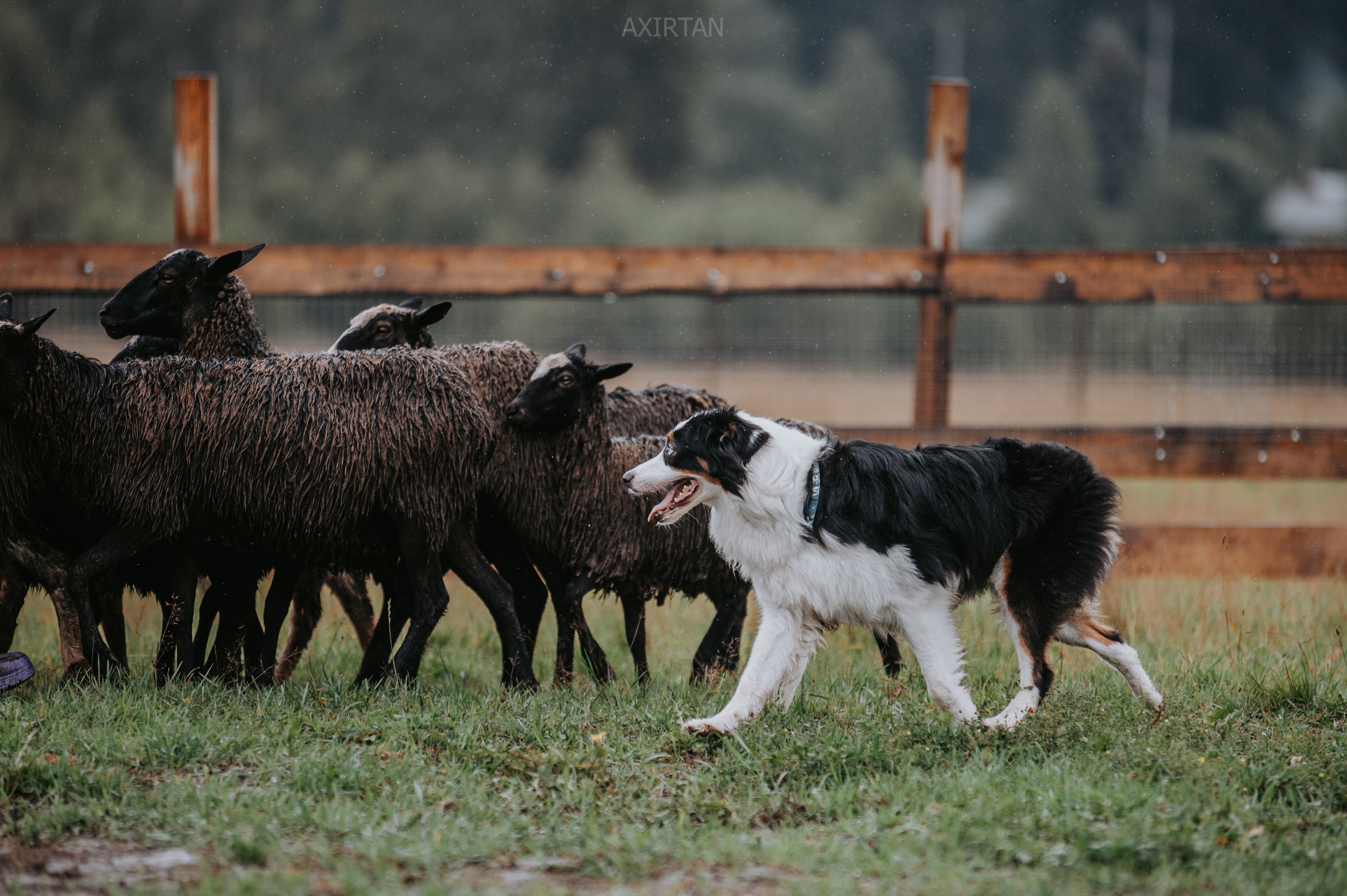 Синдра. BLGKV питомник собак