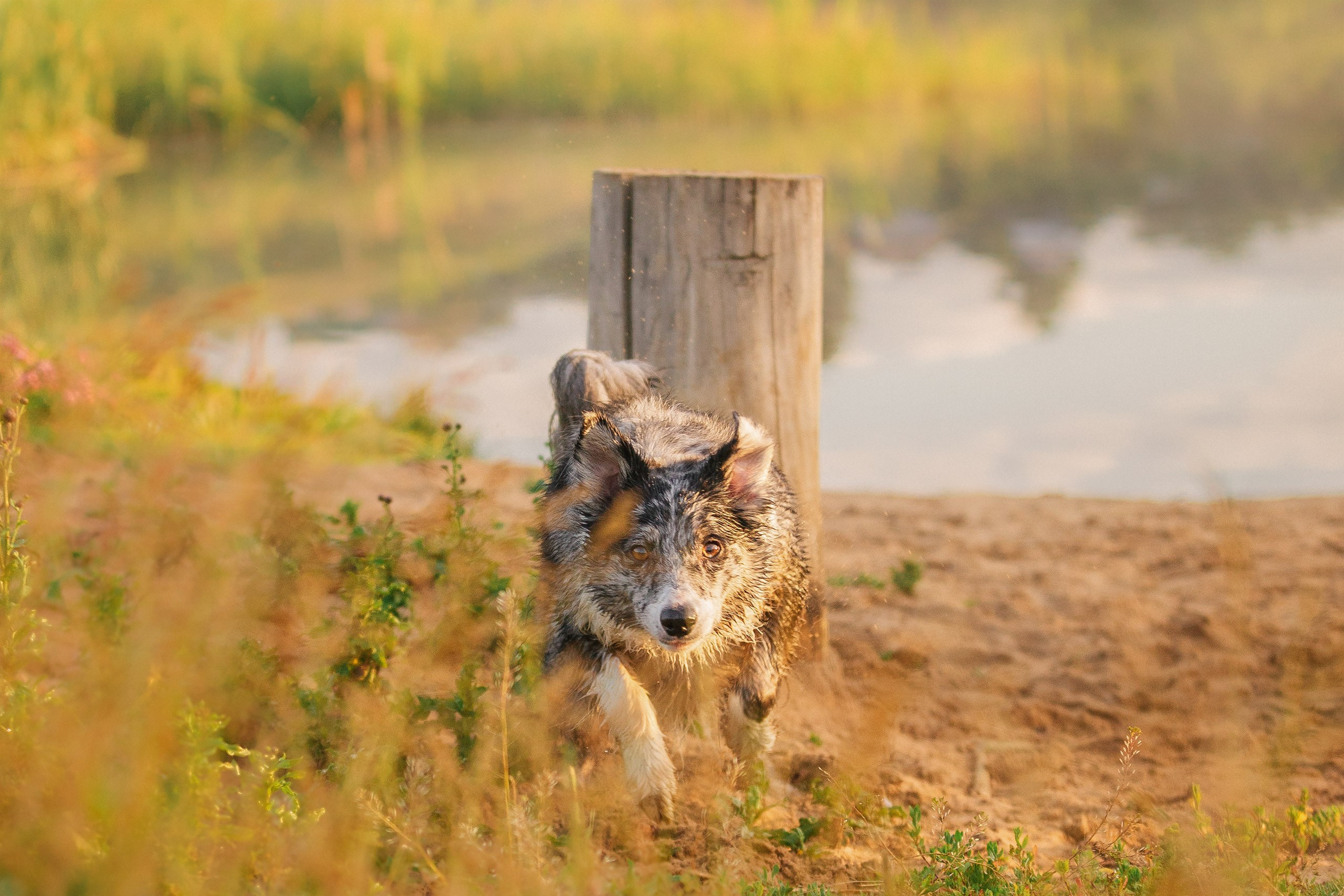 Таня и команда на рассвете. Фотограф анималист Кузнецова Анна Нижний Новгород