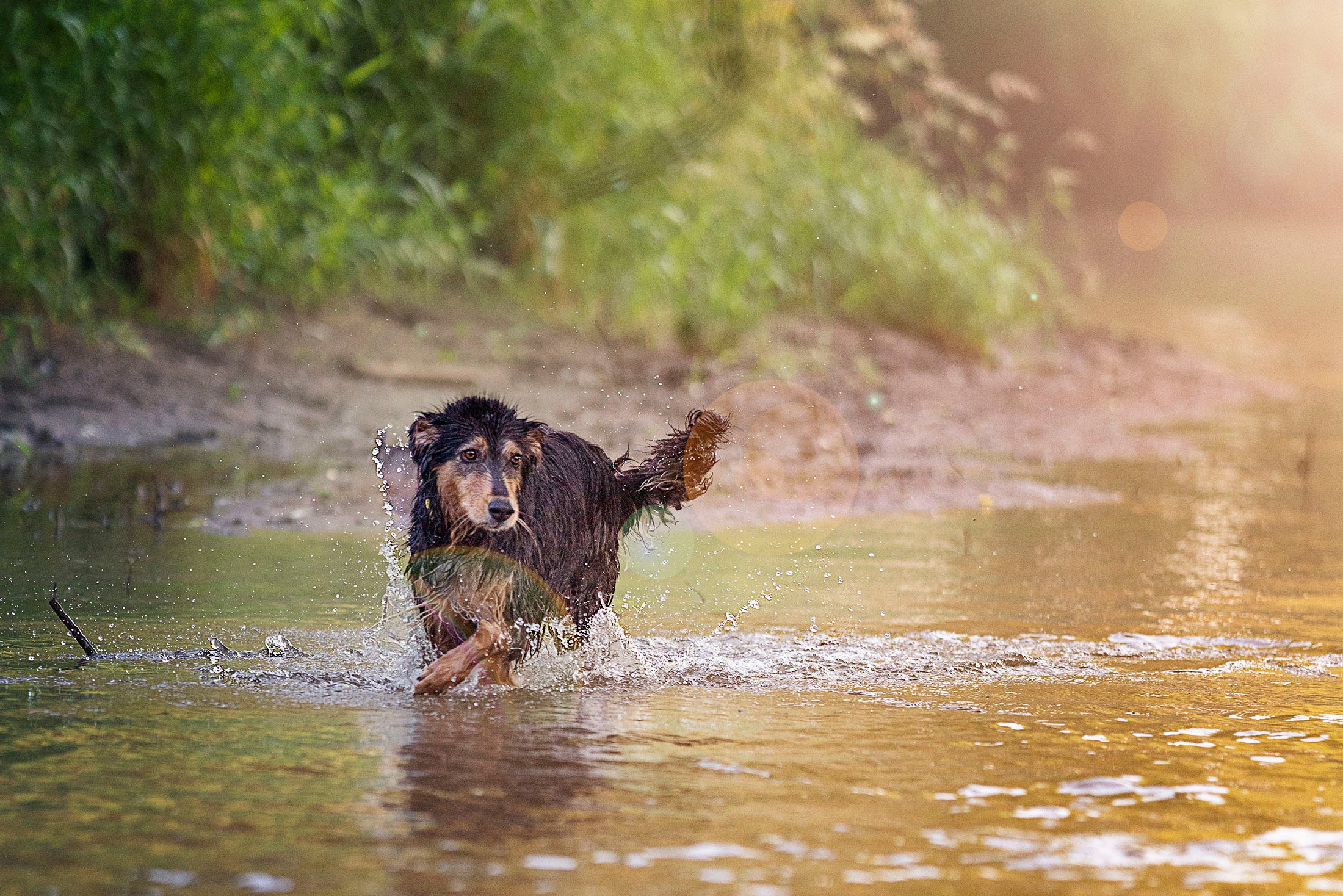 Утренняя прогулка. Фотограф анималист Ольга Луканенкова в Москве