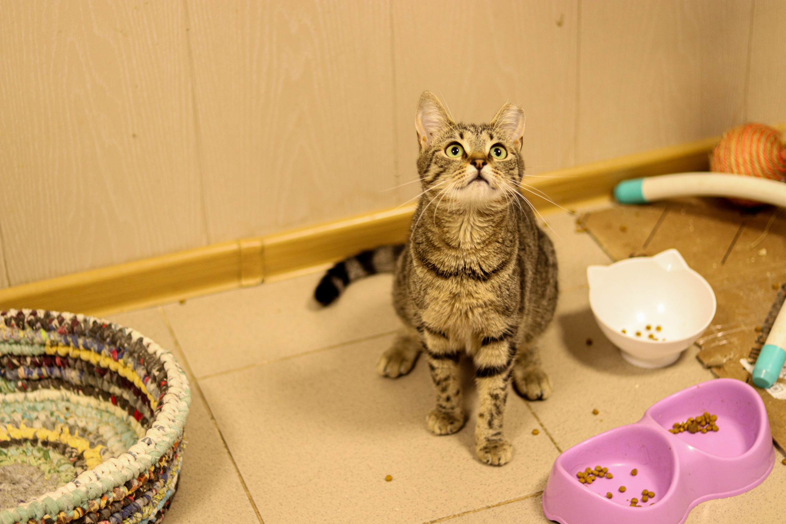 Петербургский дом кота (27 июня 2024). Ивентный фотограф в Санкт-Петербурге Олег Комков