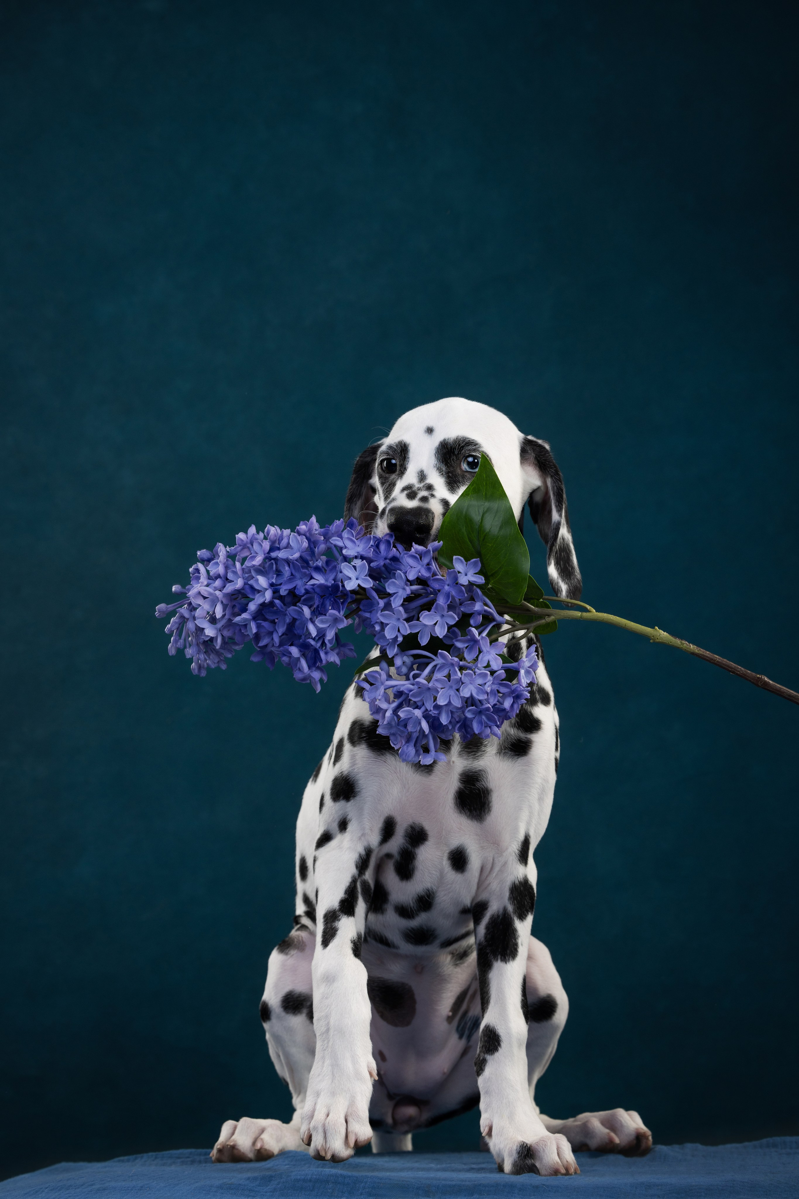 Далматин Одри. Фотограф анималист Осипчикова Мария