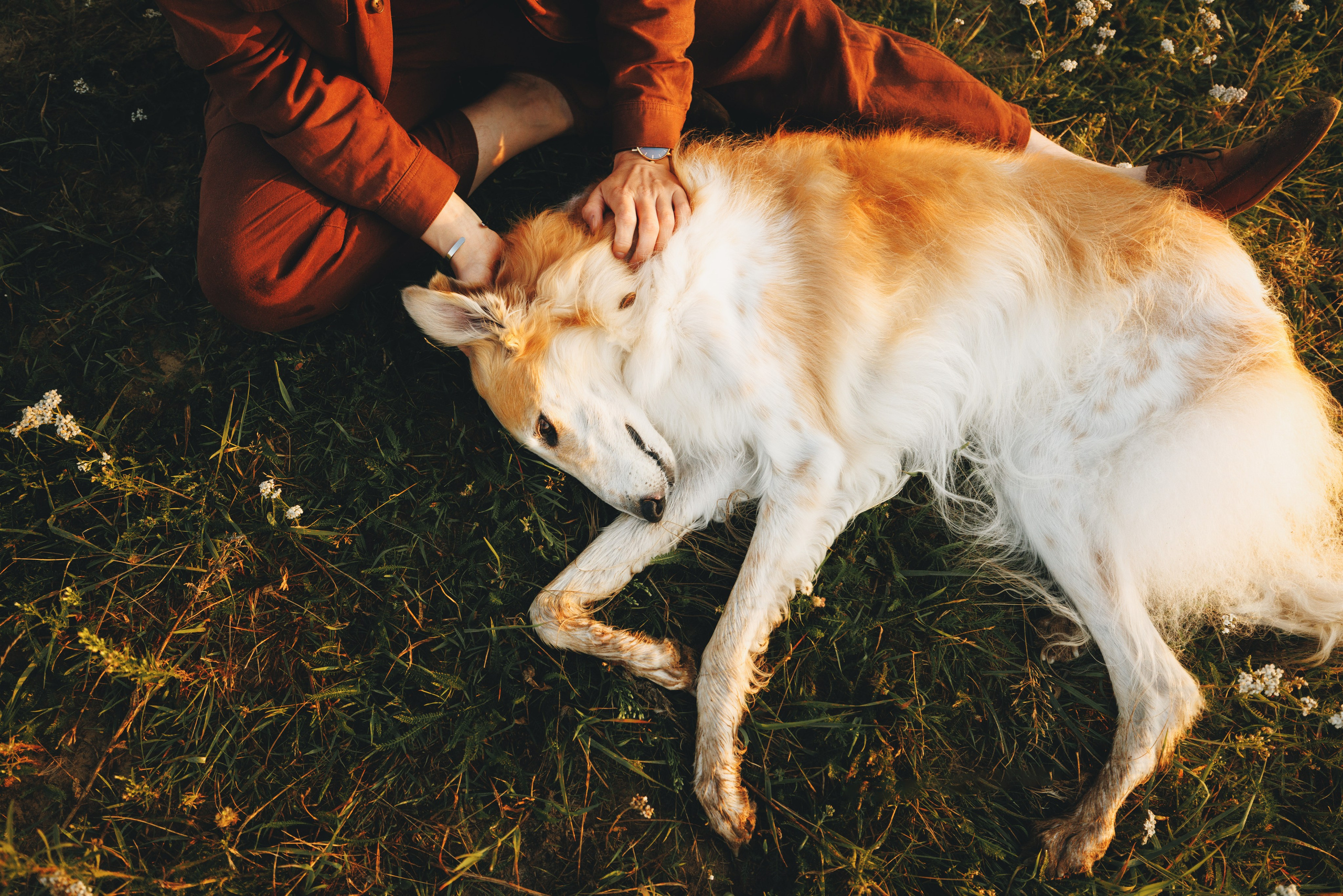 Сергей, Оксана и Жара. Фотограф анималист Осипчикова Мария