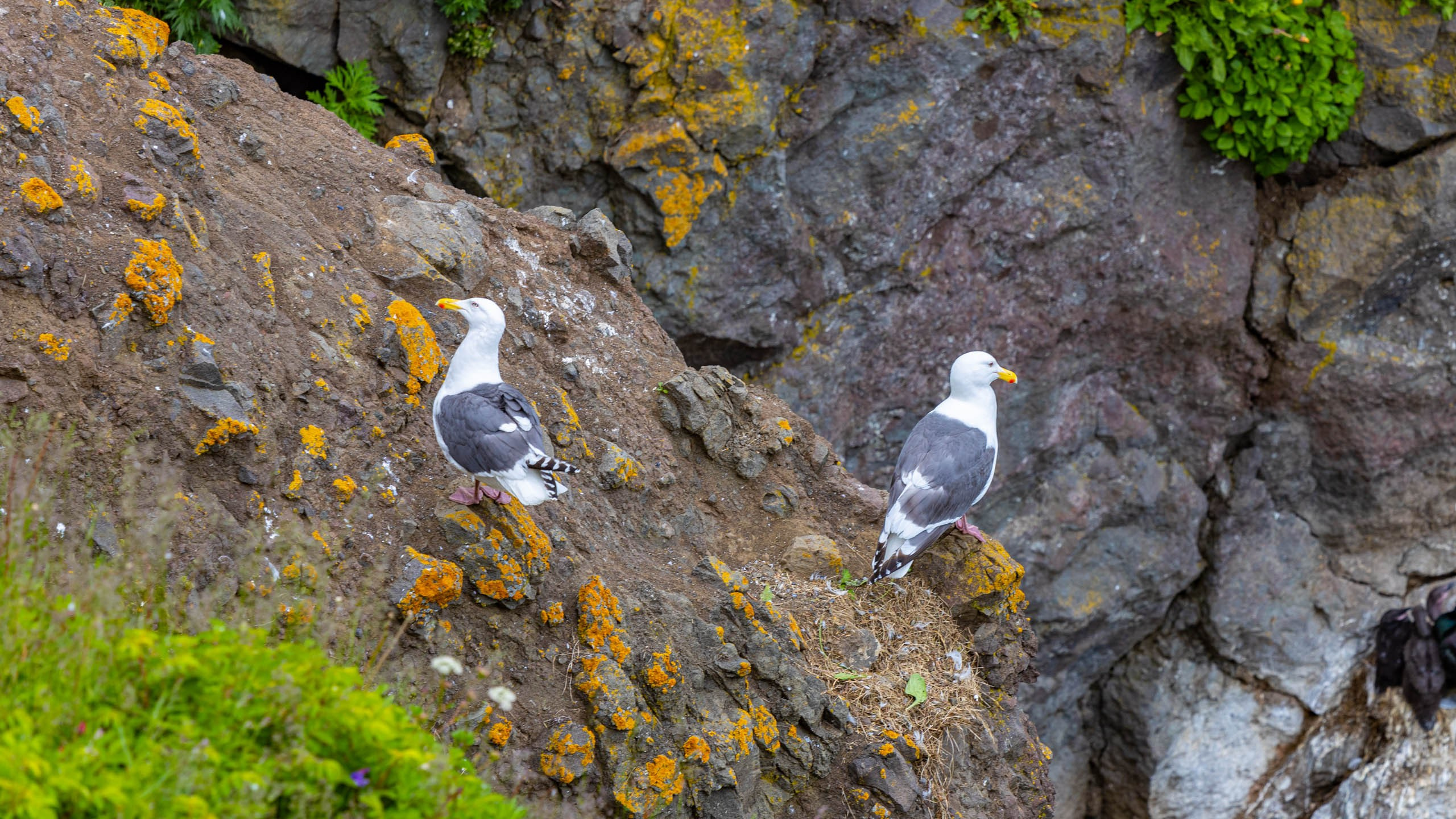 2023 07 Камчатка. Фотографии