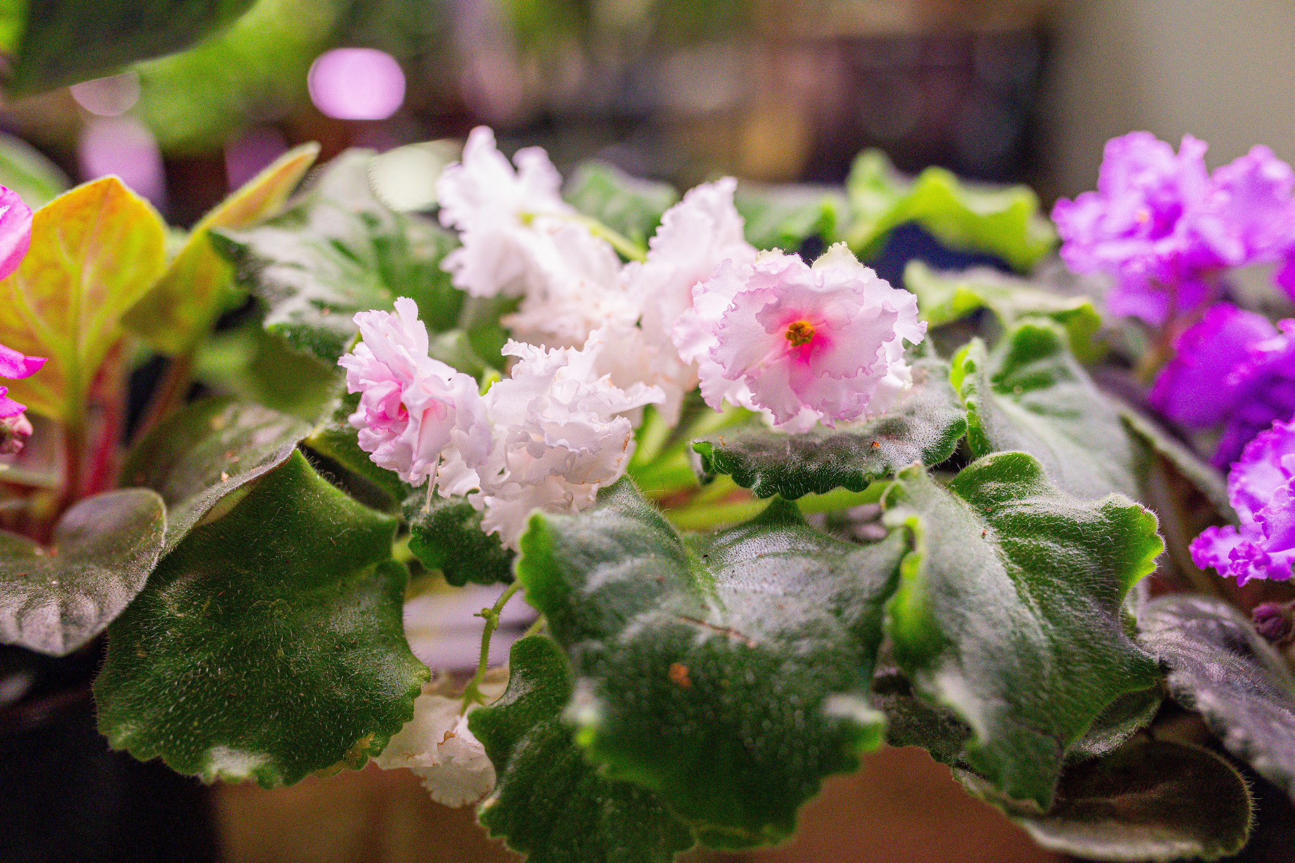 Growbox декабрь 2025. Александра Куликова фотограф, Москва