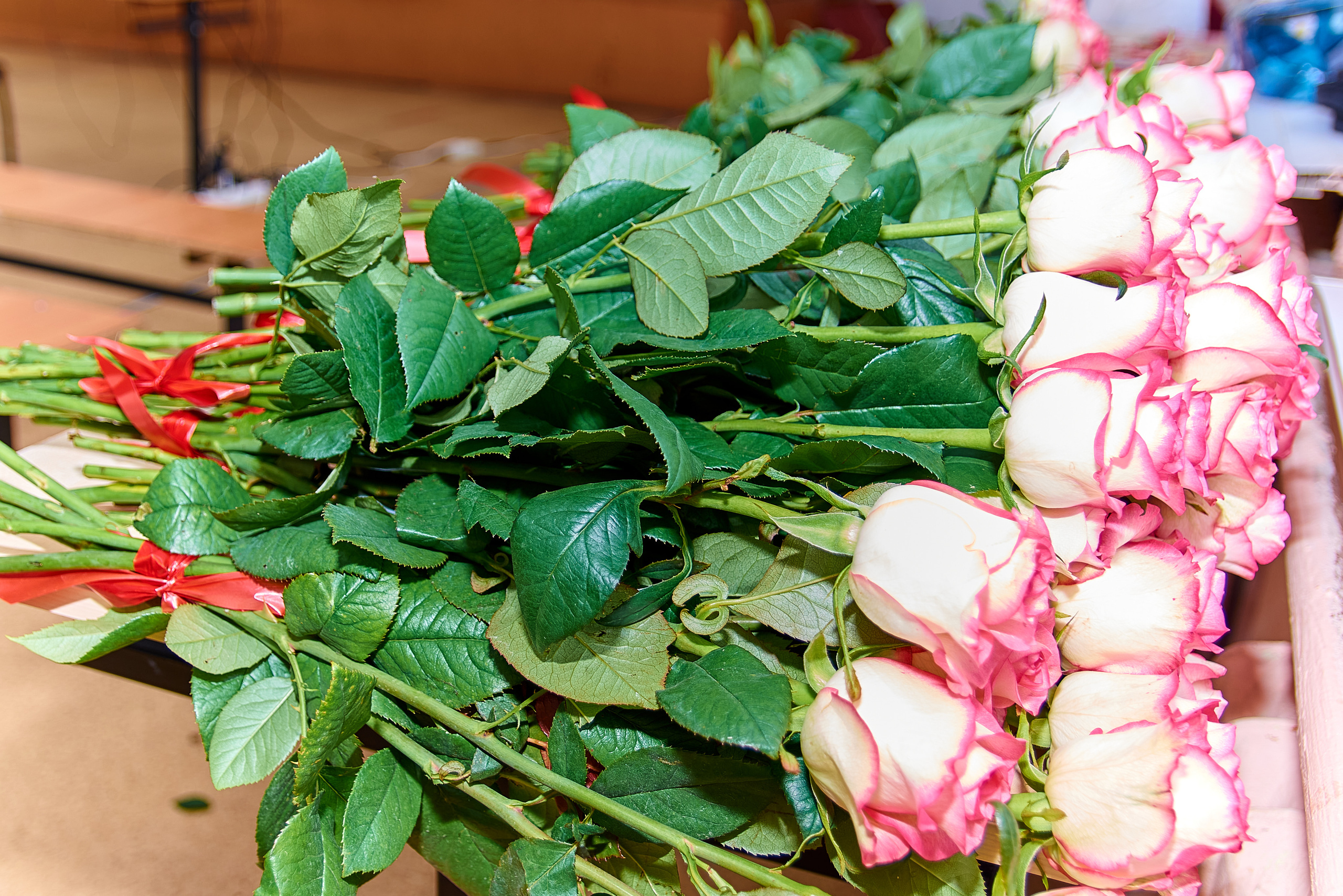 Отзывы. Семейный и детский фотограф в Нижнем Новгороде Елена Мамонова