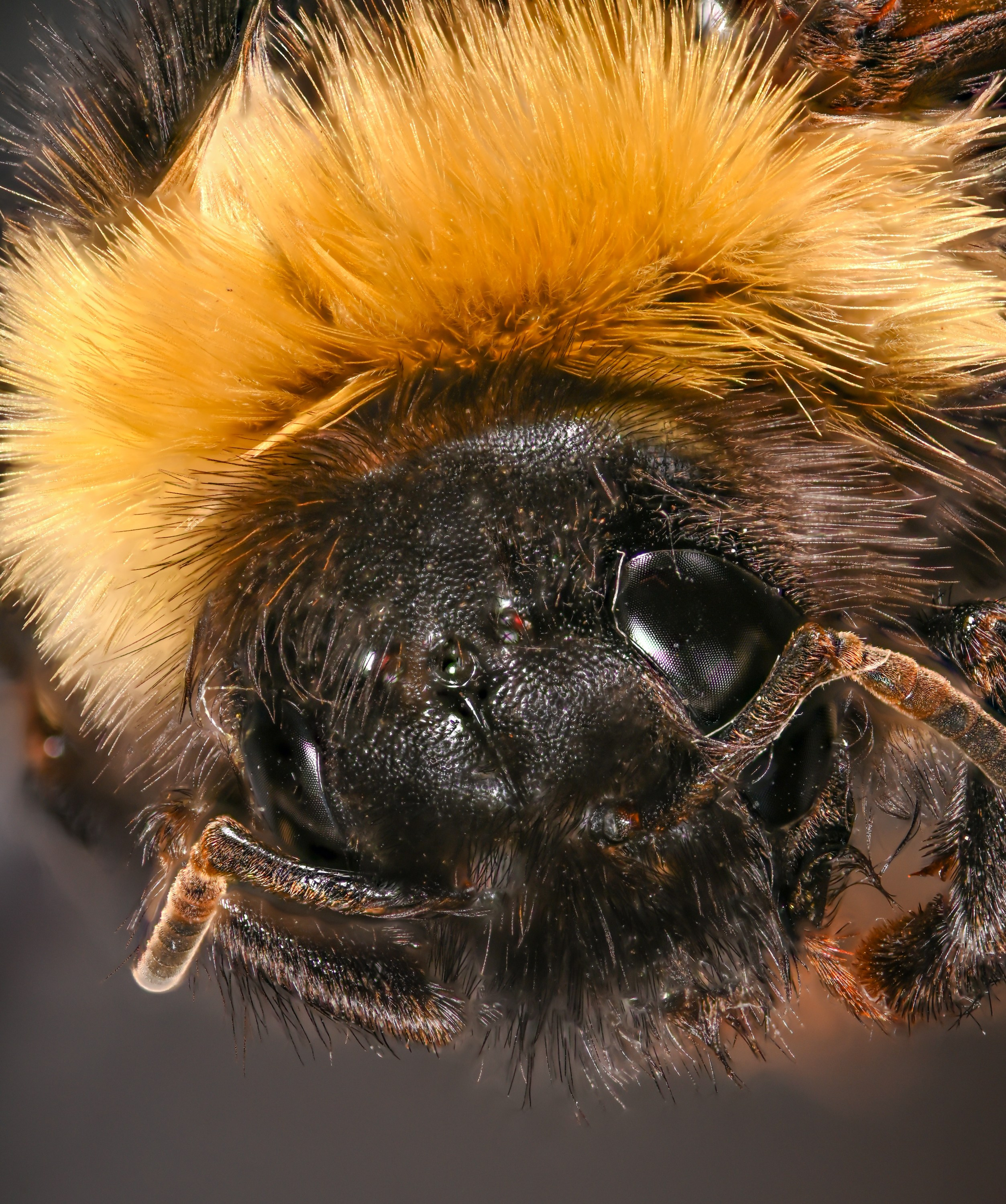 Разное. Fotolux