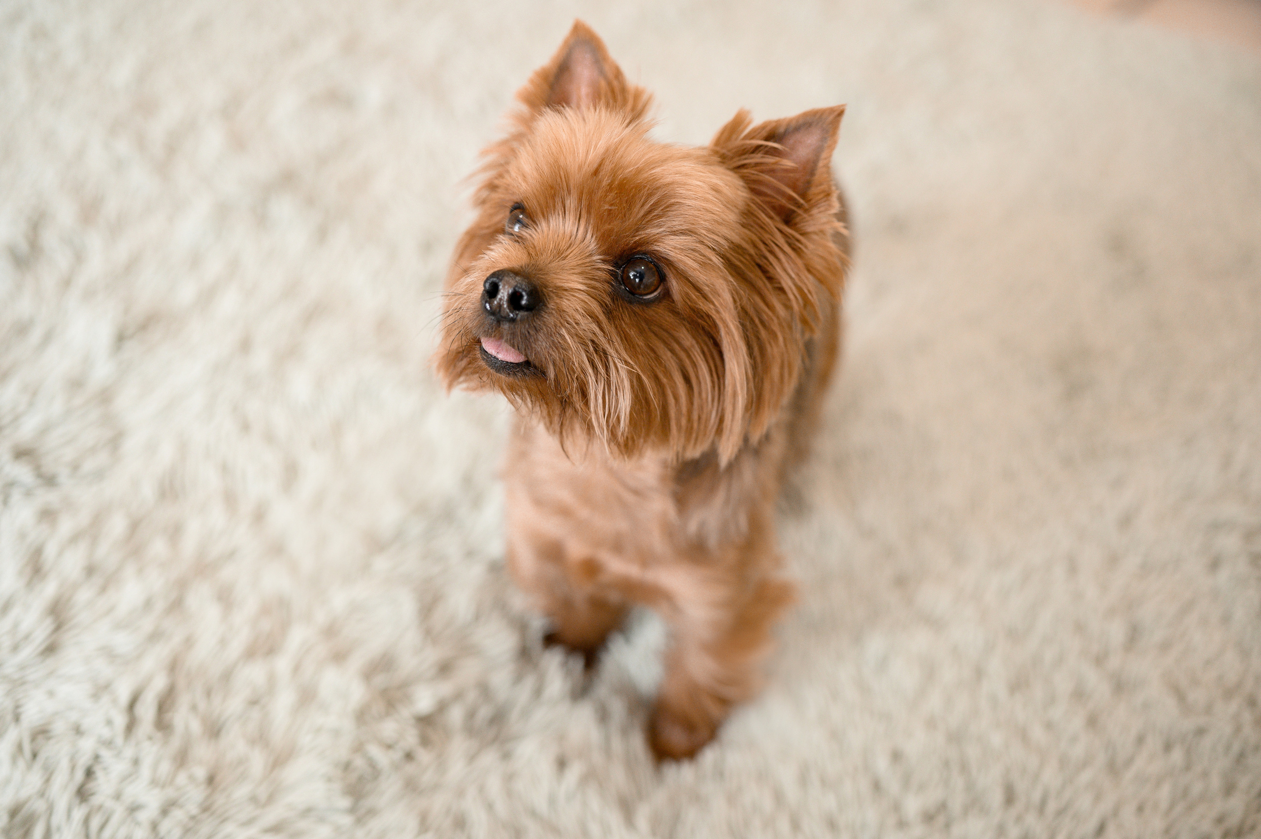 Павел и Катерина. Свадебный и Семейный фотограф в Абакане, Красноярске