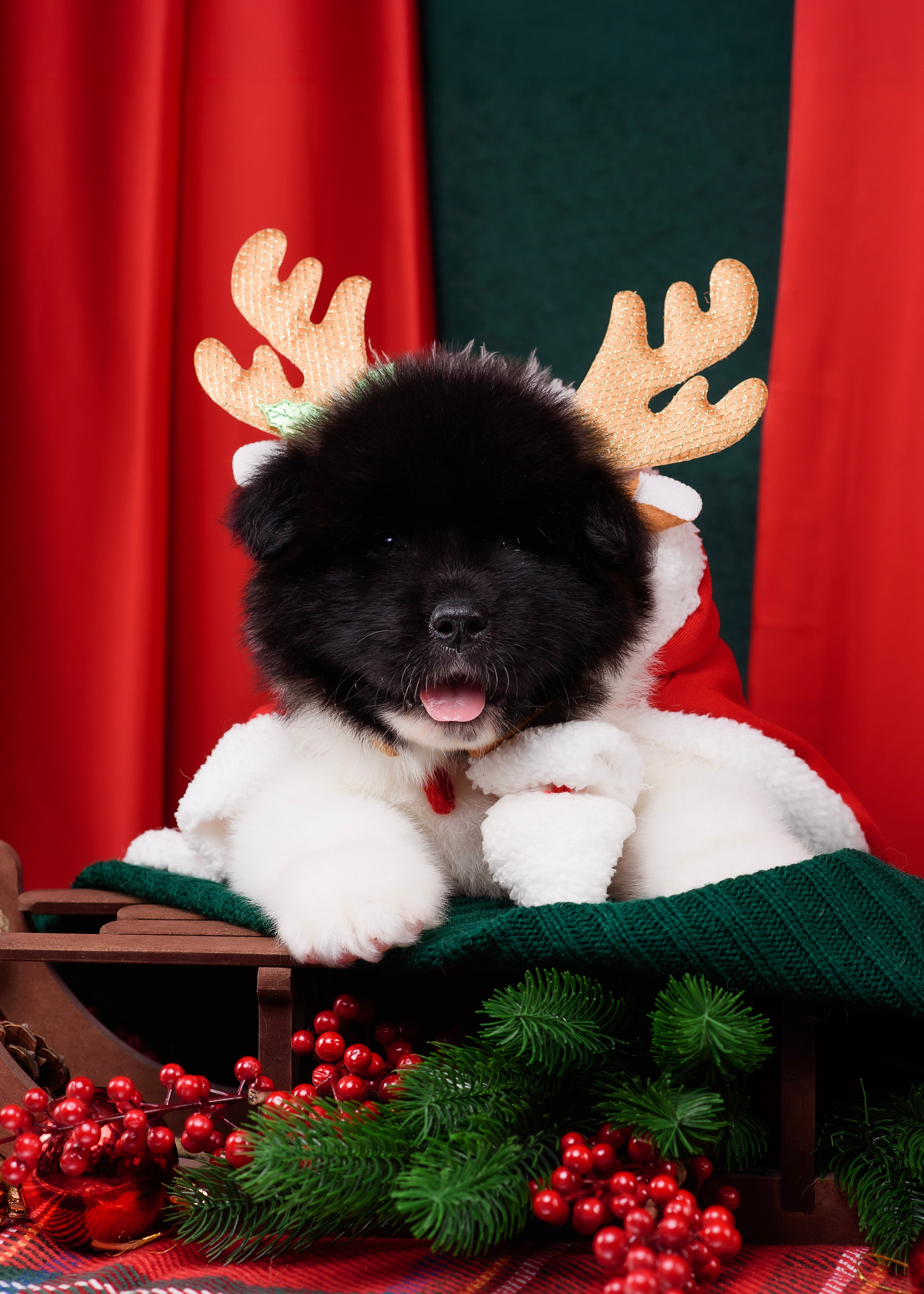 Щенки Американской Акиты. Фотограф — Анималист | Анна Абрамова