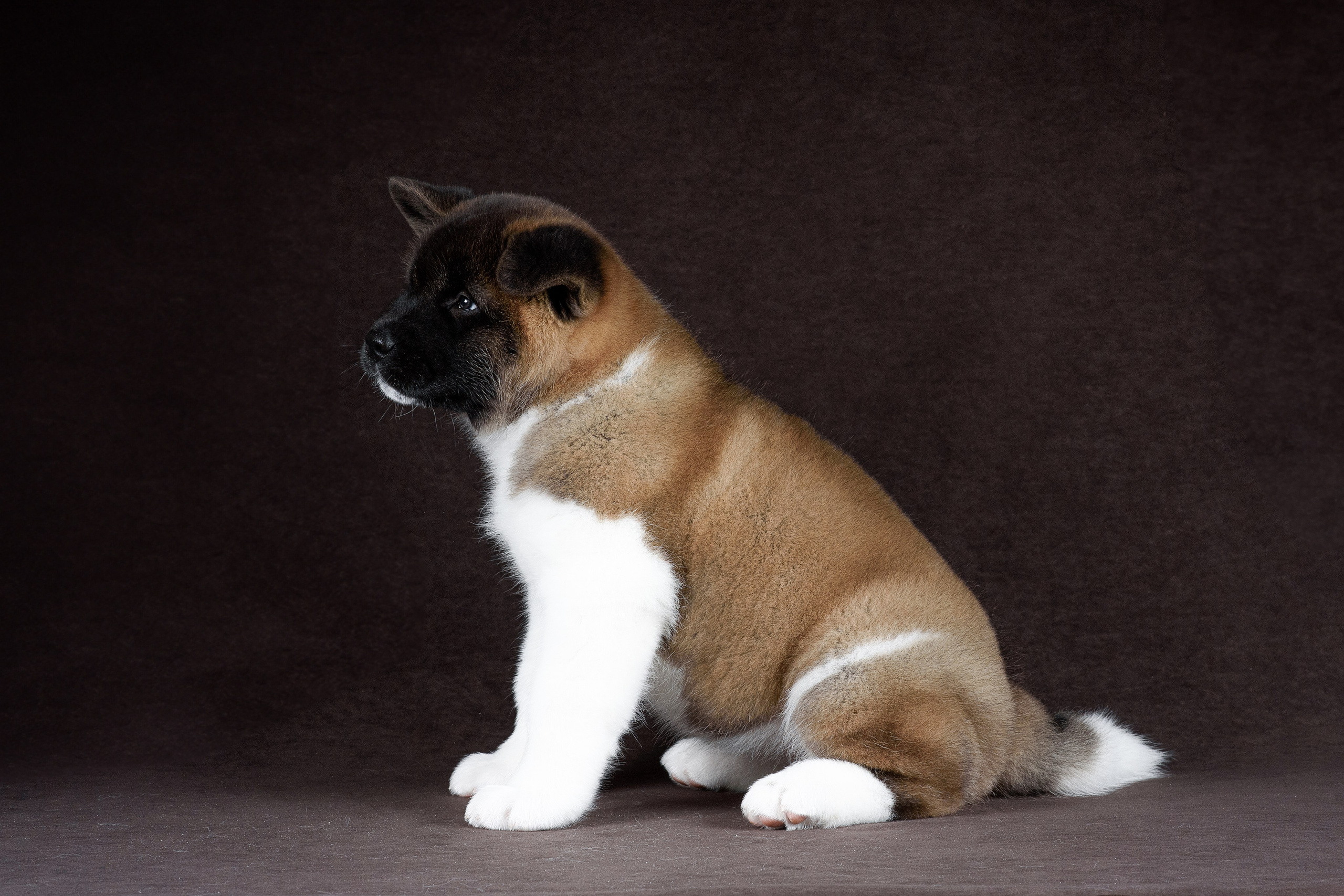 Щенки Американской Акиты (GRAND AMAK) Цезарь и Ника — 15.03.2024. Фотограф — Анималист | Анна Абрамова